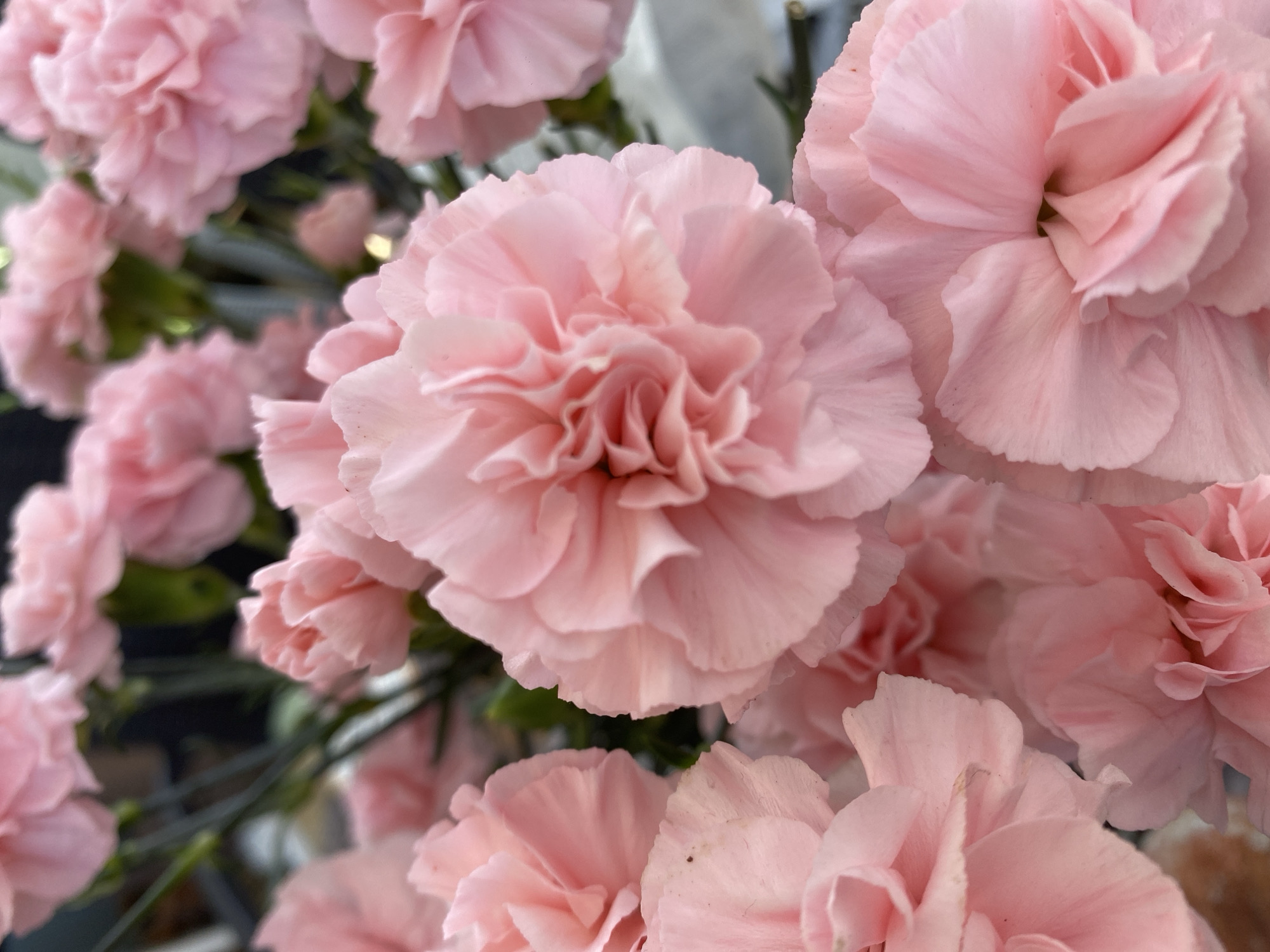 The image shows a close-up view of several pink carnation flowers. The flowers are densely packed together, with the central flower in sharpest focus. The background is blurred, showing more carnations and some green stems. The lighting is soft and even, emphasizing the delicate texture of the petals. There is no indication in the image that this photo was taken in Alanya, Turkey or any other location. No people are present.