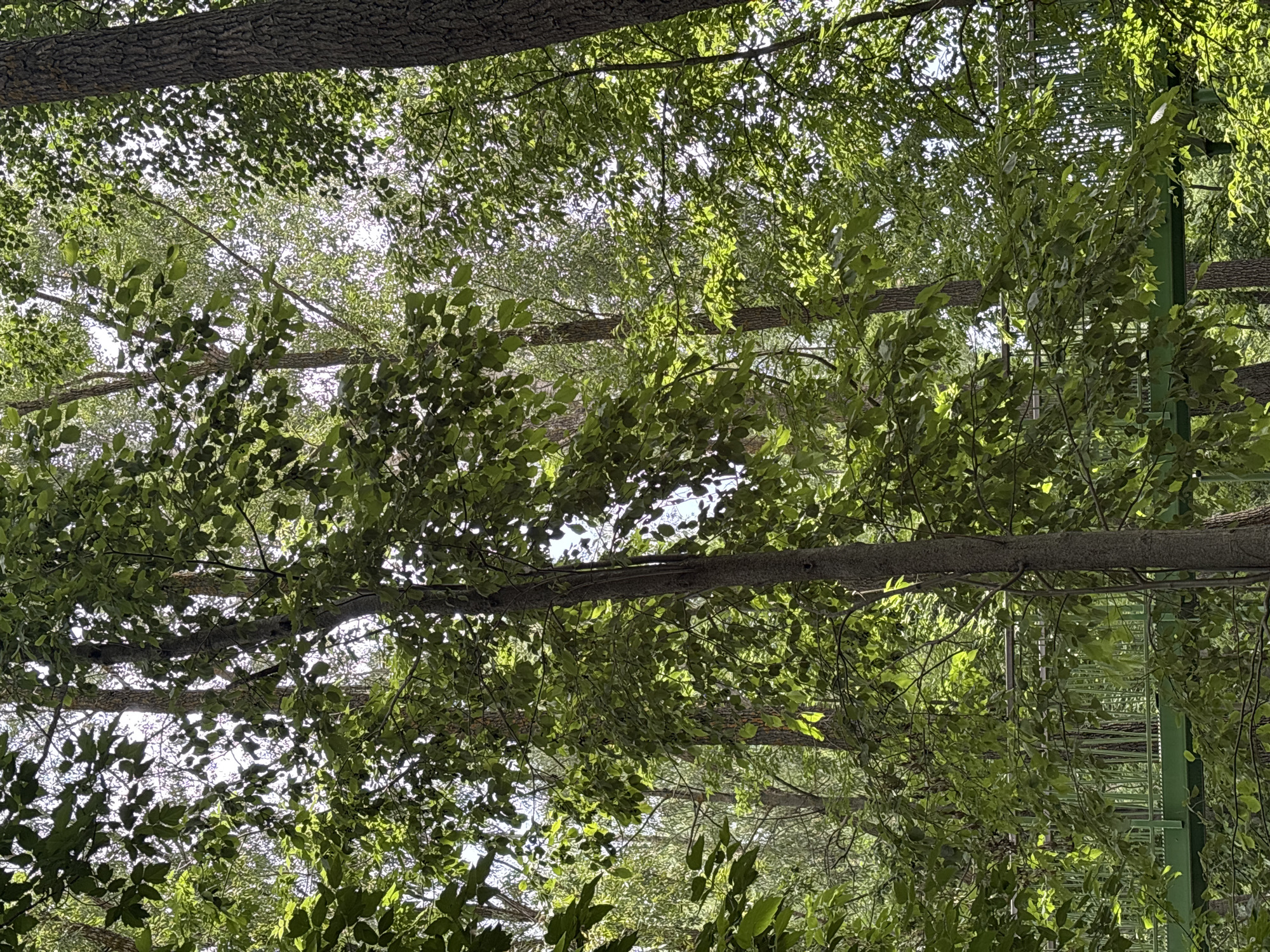 The image shows a lush green forest canopy with dappled sunlight filtering through the leaves. In the foreground, a large tree trunk with rough bark is visible on the right side. In the mid-ground, a bright green pedestrian bridge with metal railings curves through the trees, suggesting it is part of a park or nature trail. The overall scene is one of dense foliage and natural beauty, indicative of an outdoor recreational area. The location is the city of Kazan, Russia.