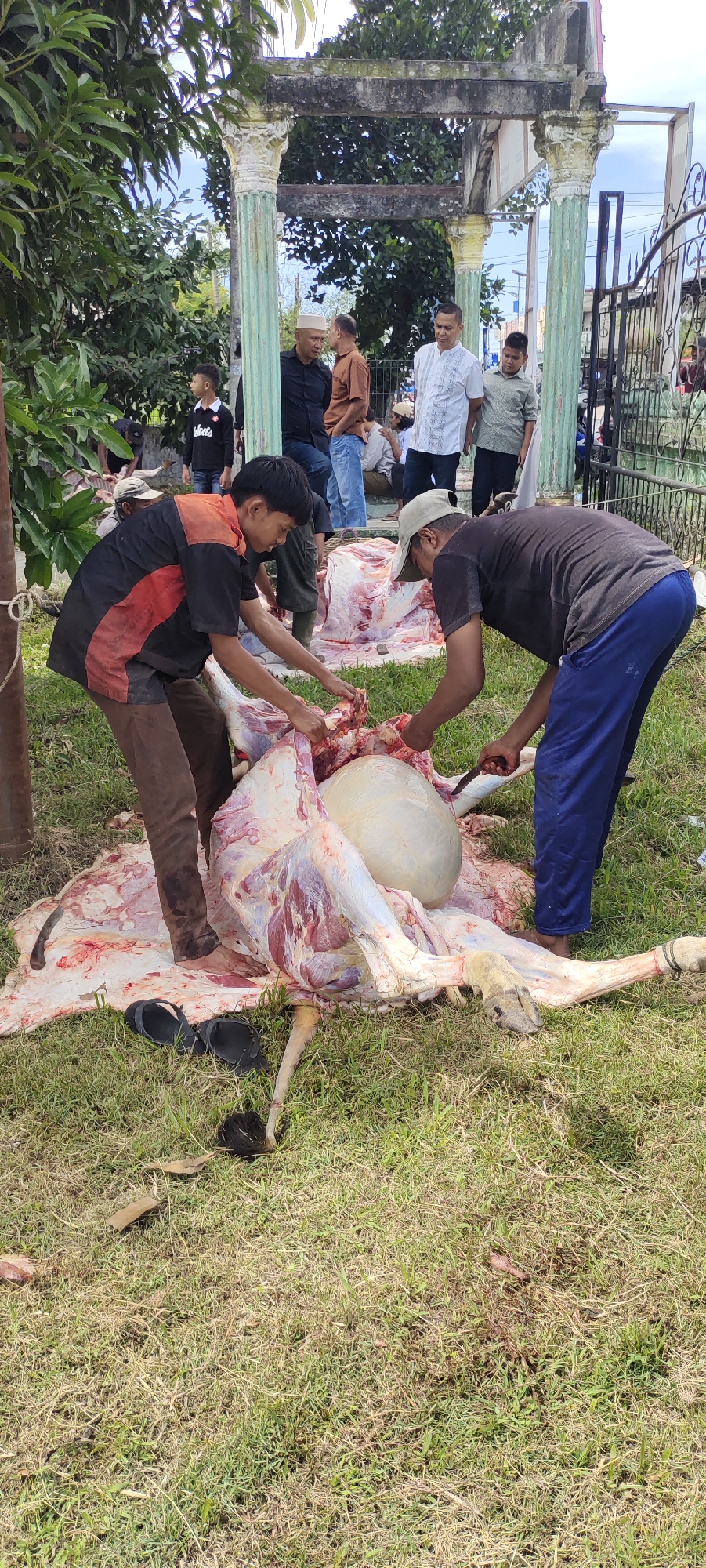 In Lhokseumawe, Indonesia, two men are butchering a large animal carcass in a grassy outdoor area. The man on the left wears a black and red shirt with brown pants, while the man on the right is wearing a black shirt and blue pants with a gray baseball cap. Both are using knives to cut into the carcass, which is mostly white and red. A pair of sandals lies on the grass near the carcass. In the background, a group of men and a boy are standing near a deteriorating structure made of columns and an archway, which leads to a metal fence. Some trees are visible in the background, and the sky is overcast.