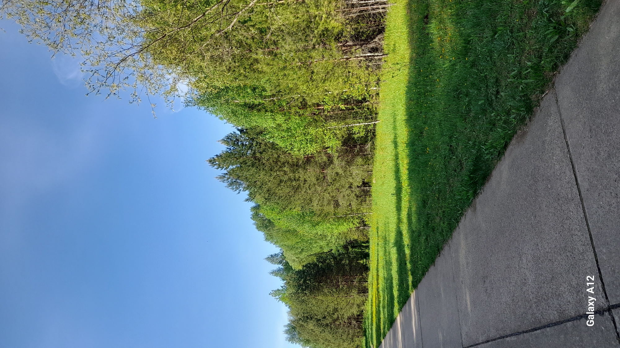 The photograph depicts a scene in Марковский, Russia. A paved walkway runs along the bottom right of the frame, bordered by a strip of green grass to its left. Beyond the grass, a line of trees is visible. The sky above is a clear blue. The image exhibits strong sunlight, indicated by the pronounced shadows cast by the trees onto the grass. A bare tree branch is present in the upper left corner of the frame. The watermark “Galaxy A12” is present on the bottom right. There are no people visible in the image.