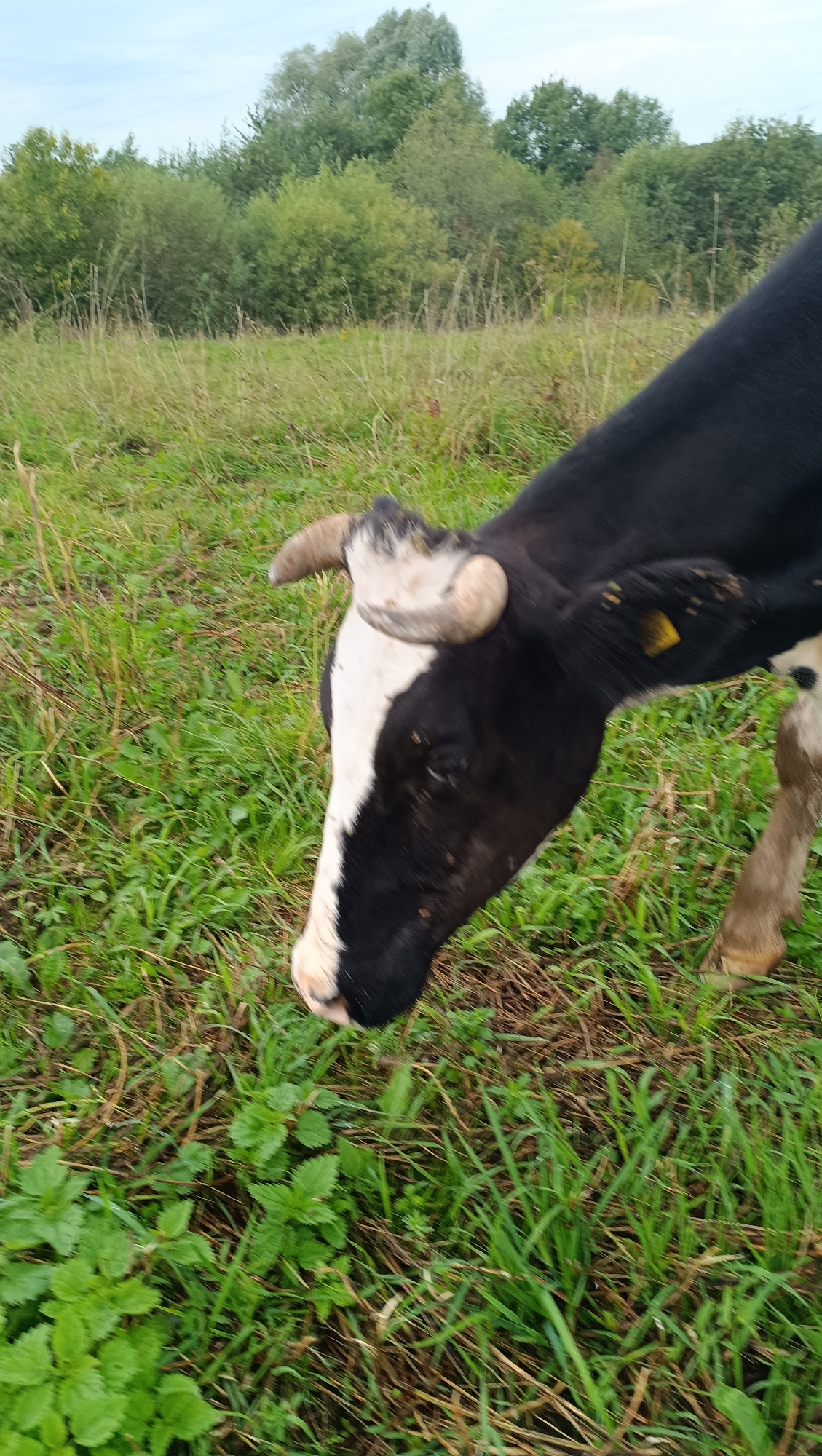 A black and white cow is grazing in a field. The cow's head is down, and it appears to be eating grass. The field is covered in green grass and some dry stalks of hay. In the background, there are trees and a cloudy sky. The image is taken from a low angle, with the cow's head and neck taking up a significant portion of the frame. The location is not specified as Karsha, Russia.