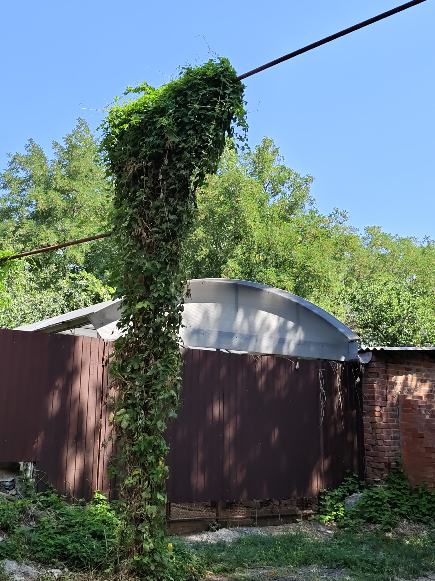 In Pukhlyakovskiy, Russia, a tall, overgrown vine climbs a metallic pole against a clear blue sky. The vine, lush with green leaves and some dried brown sections, reaches its apex near a horizontal metal bar. In the background, a wooden fence with a brown, vertical plank pattern extends across the scene. Above the fence, a light-colored, arched structure, possibly a roof or awning, is visible. Further back, a dense canopy of green trees forms a natural backdrop. To the right, a section of a red brick wall stands, partially covered by the vine and juxtaposed with the wooden fence. The ground is covered in dry grass and scattered green vegetation. The image captures a moment of nature's encroachment on man-made structures.