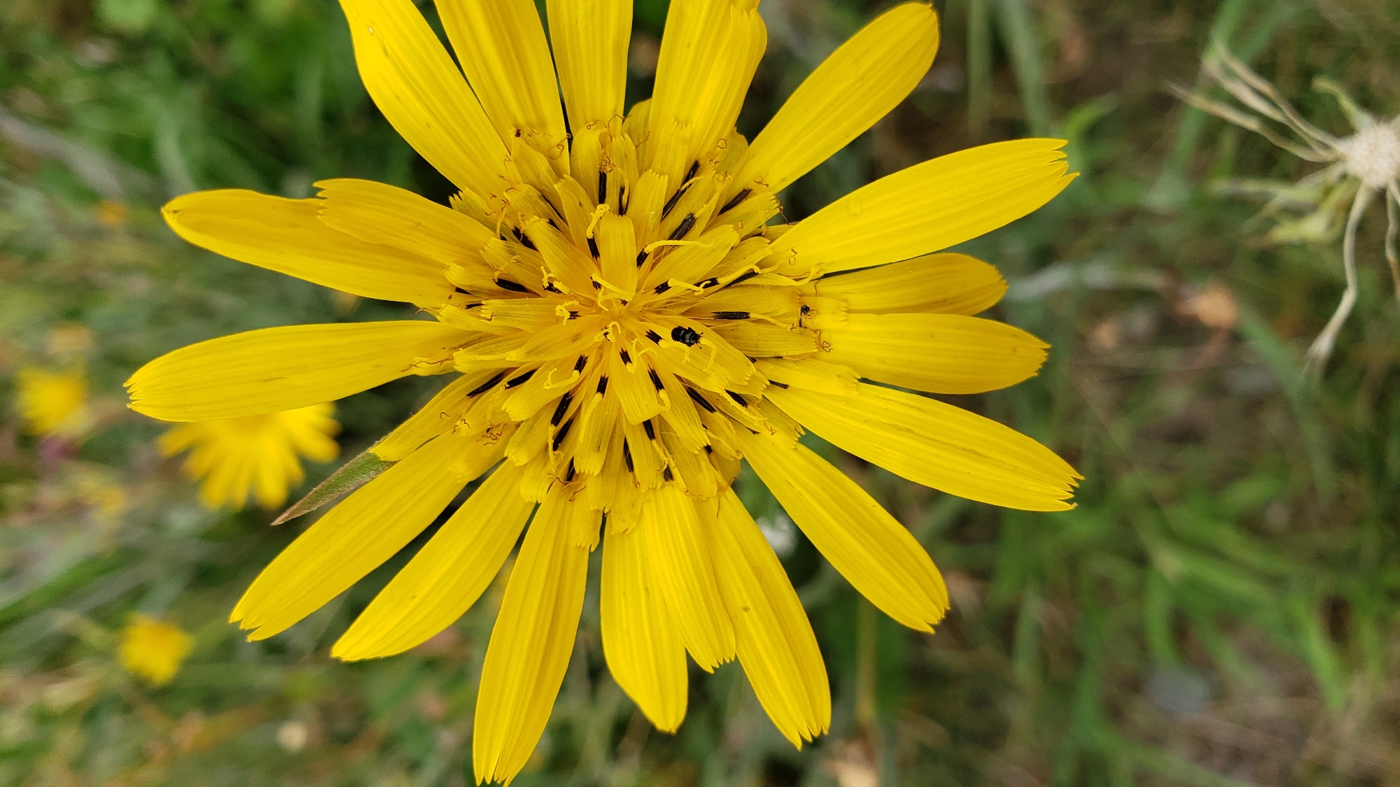 A close-up, overhead view of a bright yellow, multi-petaled flower is captured. The flower's center is dark, with many small black structures, possibly stamens and pistils. Tiny dark insects are visible on the center of the flower. The petals are long and slender, with serrated edges. The background is a soft-focus blur of green grass and other yellow flowers, suggesting an outdoor setting. The image was taken in Prešov, Slovakia.
