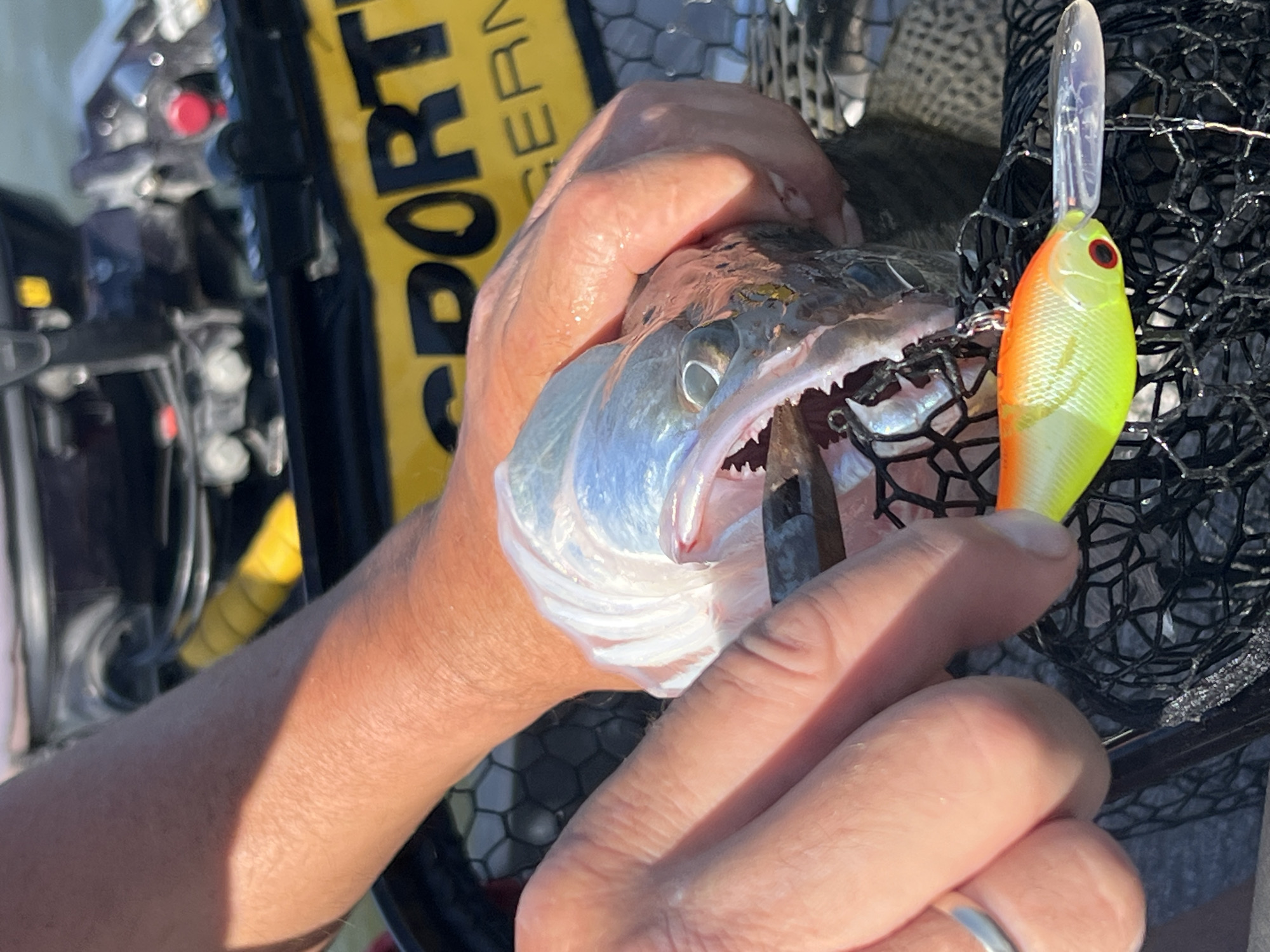 A close-up, eye-level shot shows a person's hands holding a freshly caught fish. The fish, a silver and pale colored species with sharp teeth visible in its open mouth, is partially obscured by the person's hands, which appear to be removing fishing hooks from its mouth. One hand, with a silver ring on the index finger, is positioned near the fish's head. The other hand is further back, gently holding the fish. The fish is placed within a black fishing net. In the foreground, a brightly colored fishing lure with orange and yellow hues and a red eye is resting on the net, close to the fish's mouth. In the background, a yellow and black bag with the word "SPORT" visible on it, along with other blurred equipment, suggests an outdoor setting, possibly a boat or a fishing area. The lighting suggests it is daytime with bright sunlight casting shadows. The image is focused on the fish and the immediate actions of the person. There is no indication of the location being the city of Borovoe, Russia.