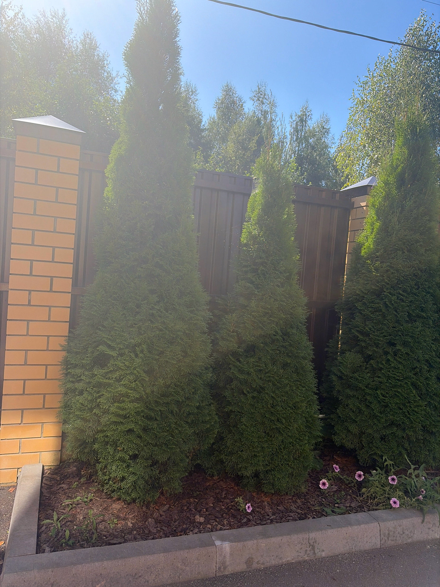 In the city of Zhdanovskiy, Russia, a sunlit scene unfolds in front of a brown wooden fence. Several tall, cone-shaped evergreen trees, likely cypress or thuja, are planted in a mulched bed along the fence line. To the left, a brick pillar with a dark cap marks the edge of the property, and a section of the fence is visible behind it. Small purple flowers are scattered in the mulched area at the base of the trees, adding a touch of color to the scene. The ground in front of the mulched bed is paved with asphalt, bordered by a concrete curb. The sky above is clear and blue, with the sun casting a bright light and creating a lens flare effect in the upper left portion of the image.