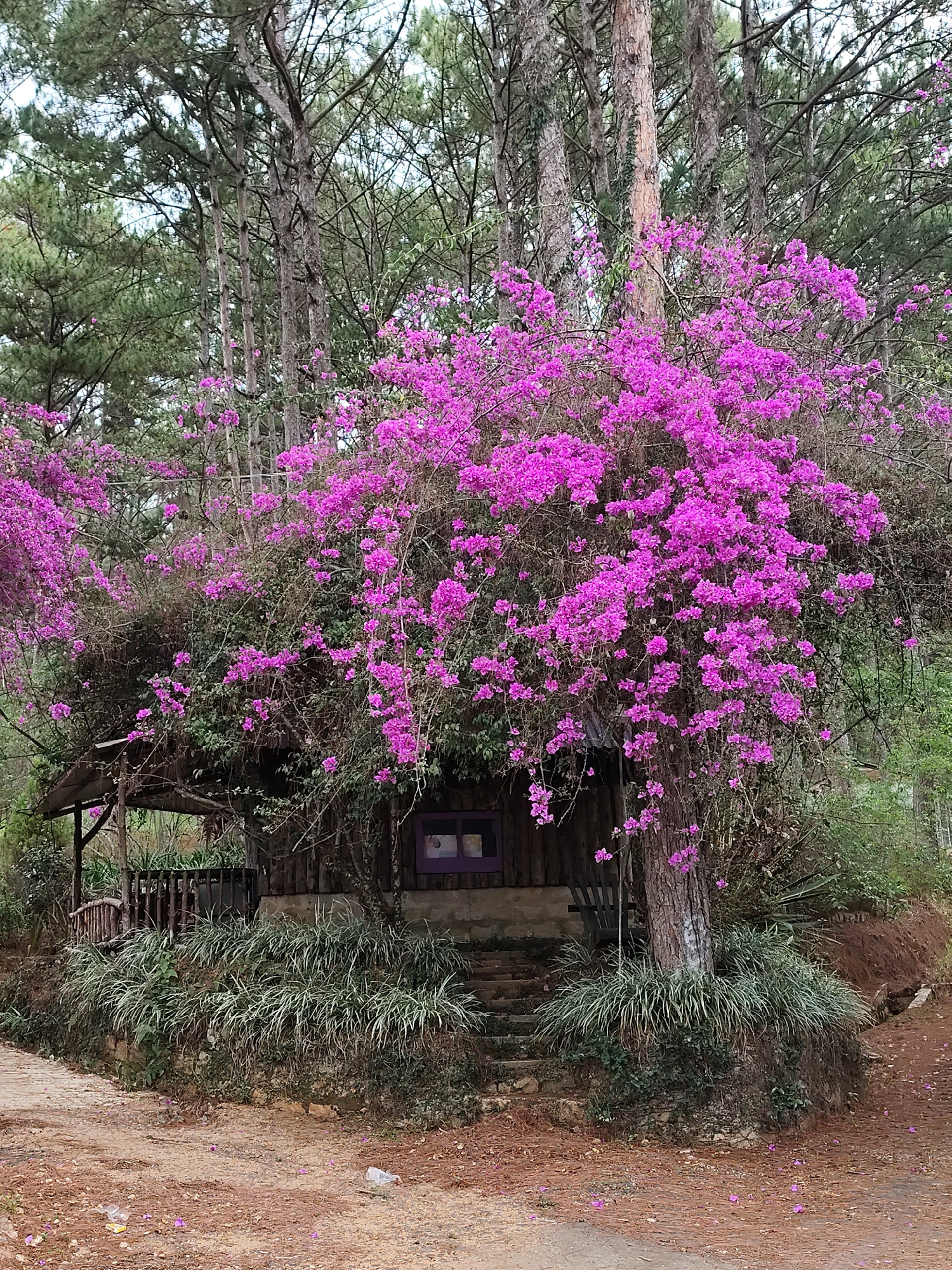 A rustic wooden cabin, partially concealed and adorned with an abundance of vibrant magenta bougainvillea flowers, is nestled among tall pine trees. The cabin, built from natural wood, features a small porch with a wooden railing on its left side and a distinctive purple-framed window on the right. The dense flowering vines spill over the roof and sides of the structure, creating a striking contrast with the dark wood and green foliage.
Tall, slender pine trees with textured bark rise into the background, forming a natural canopy. Around the base of the cabin, lush green, grass-like plants thrive, growing from an elevated stone foundation. In the foreground, a dirt path or road is visible, dotted with fallen magenta flower petals and a few pieces of discarded litter. The lighting suggests daytime, with diffused light possibly indicating an overcast sky or soft ambient conditions. The scene evokes a tranquil and secluded charm, characteristic of the forested landscapes found in Da Lat, Vietnam. No specific activity is taking place, and no text is visible.