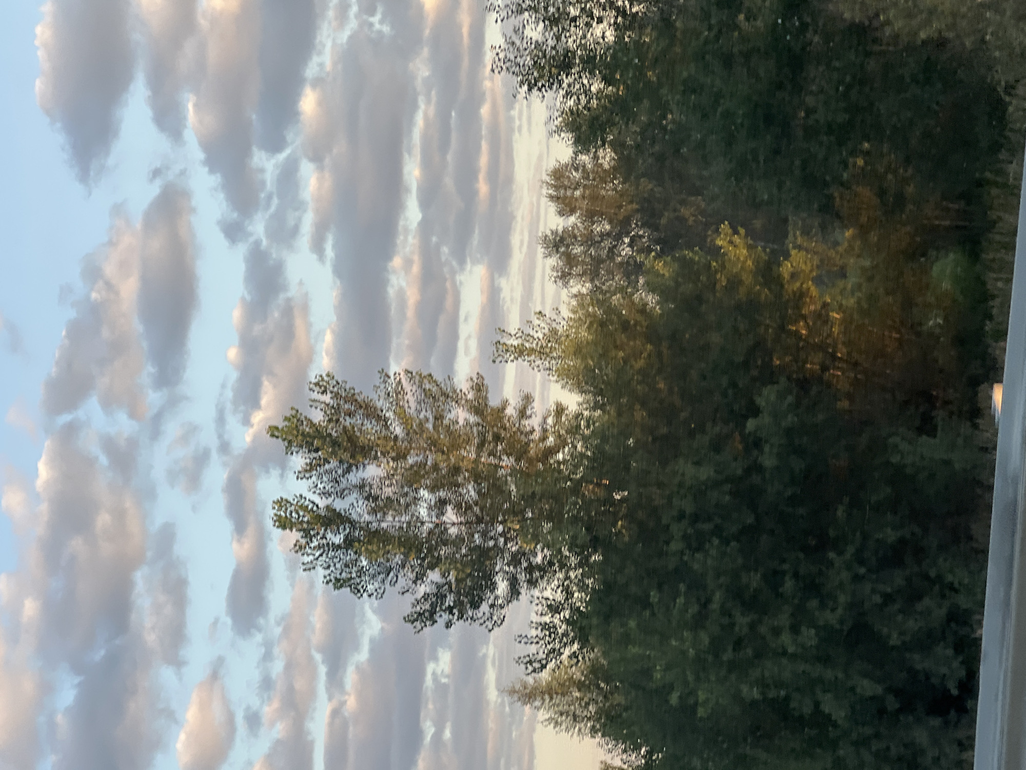 The image shows a line of trees against a sky filled with clouds. The clouds are a mix of white and grey, with hints of pink and orange, suggesting it might be sunset or sunrise. The trees are predominantly green, with some appearing taller and more sparse than others. The overall scene suggests an outdoor environment, likely a natural landscape. There are no people, animals, or man-made structures clearly visible, apart from what appears to be a concrete barrier in the foreground. The lighting suggests it is daytime, though the color of the clouds indicates either early morning or late afternoon. The location is described as Katkovskii, Russia.
