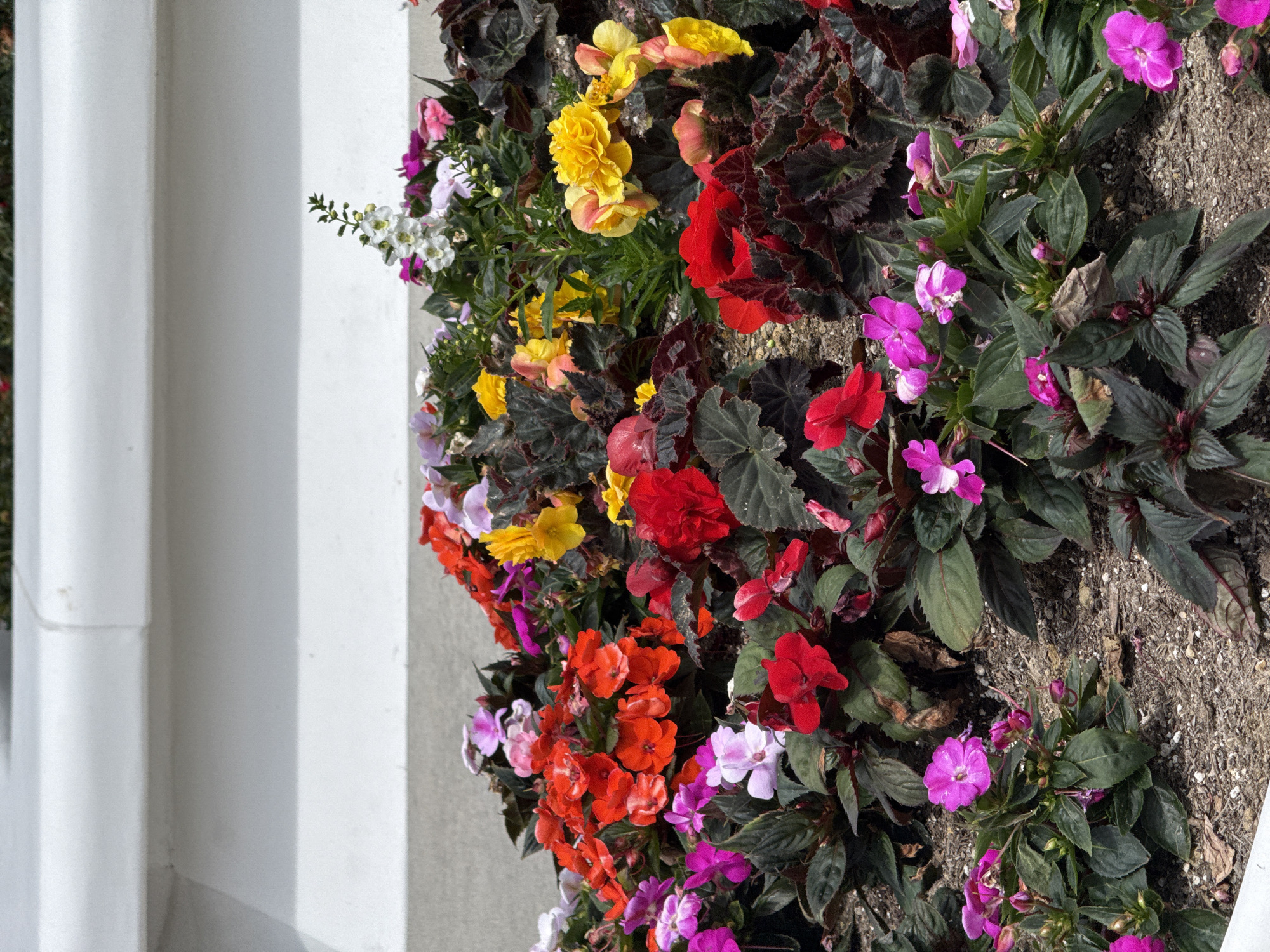 This is a close-up, eye-level, outdoor shot of a variety of flowering plants in what appears to be a landscaped flower bed. The flowers are densely packed and exhibit a range of colors including vibrant red, bright pink, soft lavender, sunny yellow, and white. The foliage is dark green and some plants have dark, reddish-brown leaves. The flower bed is covered with mulch. In the background, a portion of a white, textured, raised structure, possibly a planter box or a wall, is visible. The scene is well-lit, suggesting it was taken during the daytime. The image was captured in San Diego, California, United States of America.