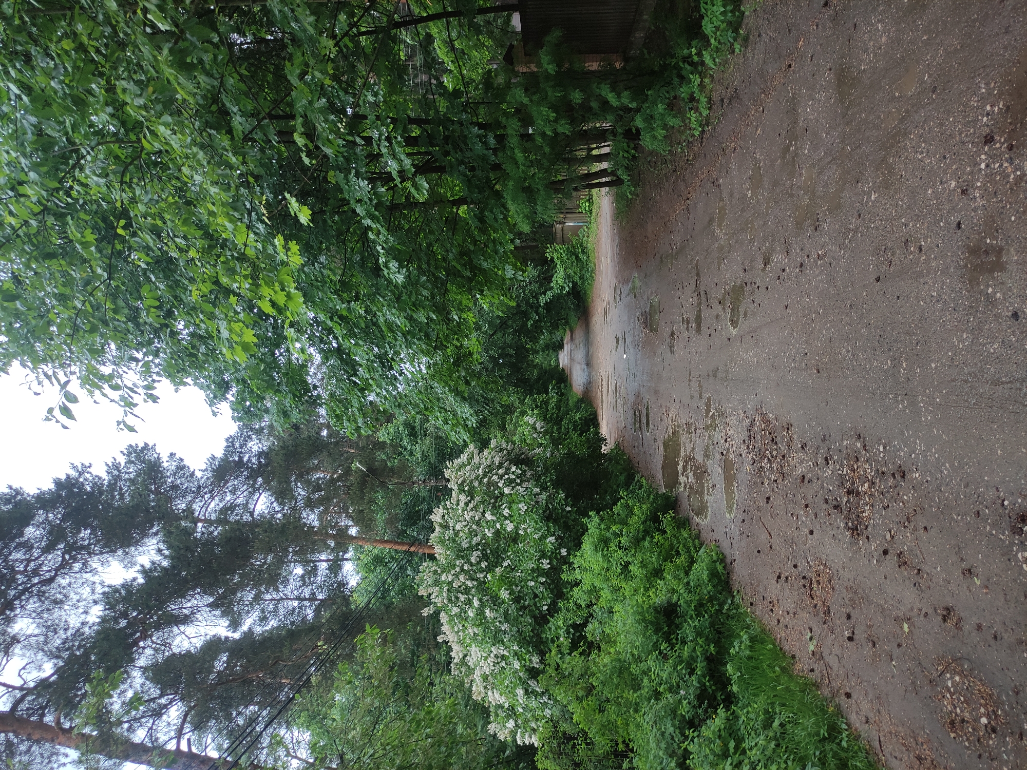 The image depicts a wet, unpaved road, likely after rainfall, bordered by lush greenery. On the left side of the road, there is a mix of trees with various foliage types, including a large bush with white flowers. The right side of the road also features dense vegetation. The road itself is damp with puddles and scattered debris, indicating low maintenance. There is a hint of distant structures possibly fences. The scene evokes a sense of rural or semi-rural location, typical of peripheral areas. There is no indication of the city of Kratovo or Russia.