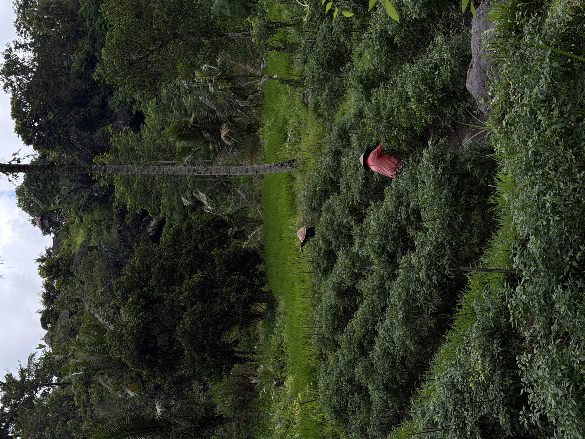 The image depicts a rural scene in Sidemen, Indonesia. In the foreground and midground, there are two rice paddies, one with a person wearing a conical hat and another with an individual in a red shirt. Both appear to be working in the fields. Dense vegetation and trees frame the paddies, suggesting a lush environment. A large rock is visible amongst the dense bushes. In the background, a hill or mountain covered with trees and vegetation is prominent, with a few structures visible on the hillside. The sky is overcast.