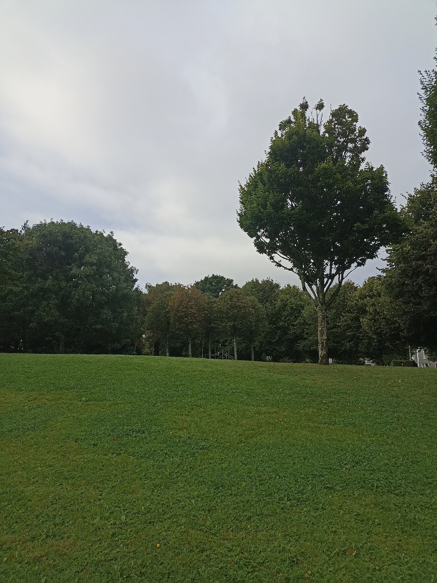The image depicts a grassy hillside in a park with trees in the background and a cloudy sky. The grass is a vibrant green and appears to be well-maintained. Several trees of varying sizes and types are scattered across the landscape, with some showing autumnal colors. The sky is overcast, suggesting a cool or temperate climate. The scene is devoid of any human presence or activity, creating a tranquil and natural atmosphere. The specific location in Galway, Ireland is not identifiable from the visual information provided.