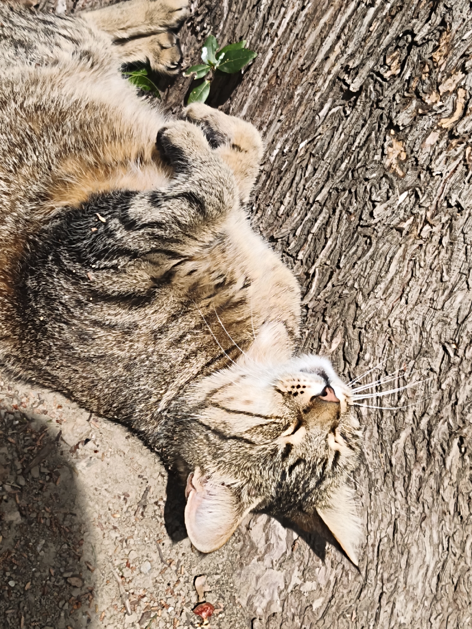 A tabby cat lies on its back next to the rough bark of a tree, in a place with soil and a few green leaves, possibly within the city of Алупкинский городской совет, Ukraine. The cat appears relaxed, with its eyes closed and paws curled near its chest. The bark of the tree is a prominent feature, indicating the cat is near a wooded area. The presence of soil suggests an outdoor setting.