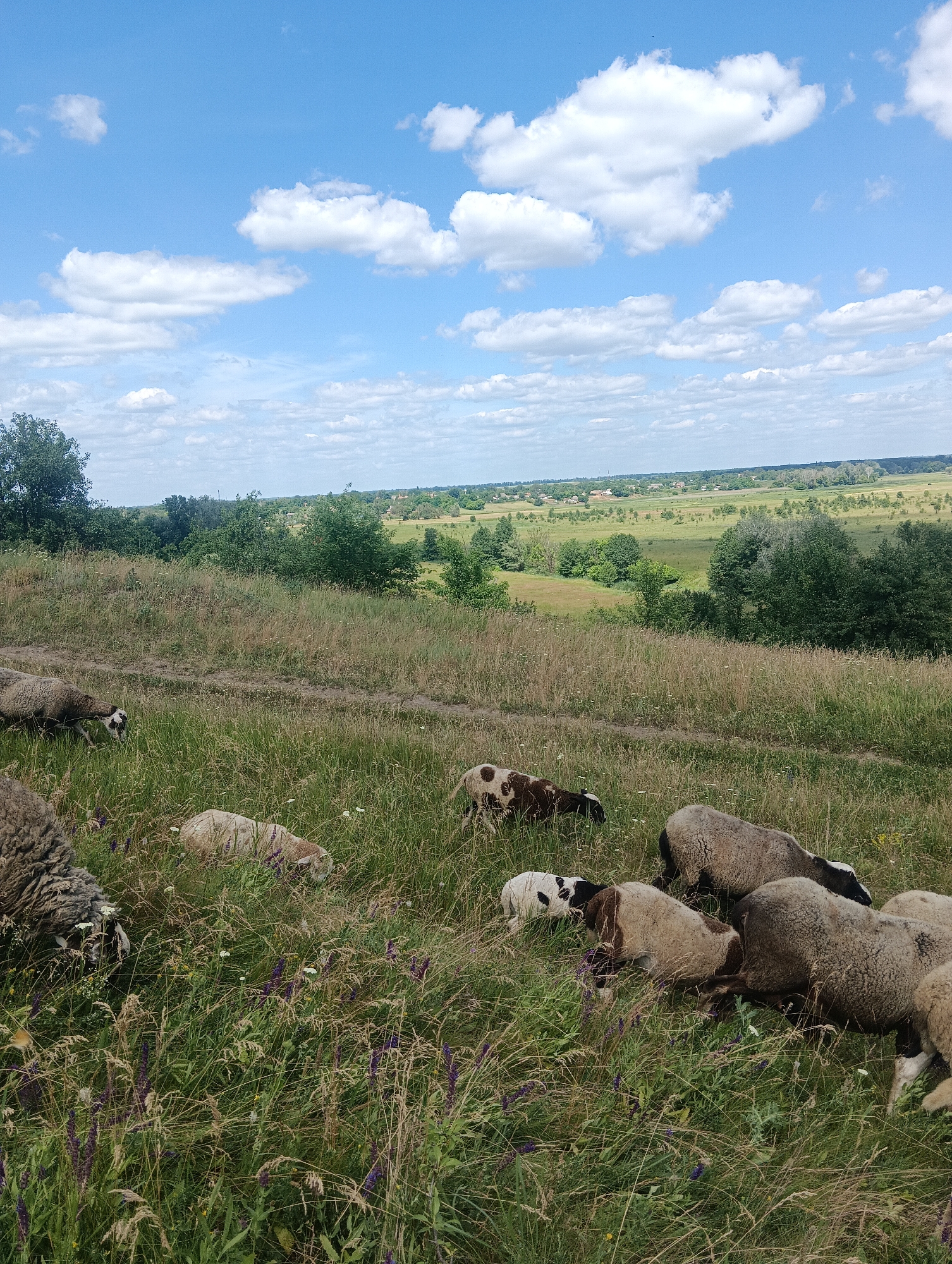 A wide shot captures a flock of sheep grazing on a grassy hillside under a bright blue sky dotted with fluffy white clouds. The terrain slopes downward into a verdant valley dotted with trees and scattered buildings. The foreground is filled with lush green grass and dry, straw-colored vegetation, with scattered wildflowers, some purple and some white. Several sheep are visible in various positions, some grazing, others resting. One sheep is in the left foreground, mostly obscured. Another is to the left of center, eating. A few more are clustered in the center and right of the frame, some with brown and white markings. In the mid-ground, a dirt path winds its way up the hill. The background reveals a patchwork of green fields and distant trees, leading to a hazy horizon.