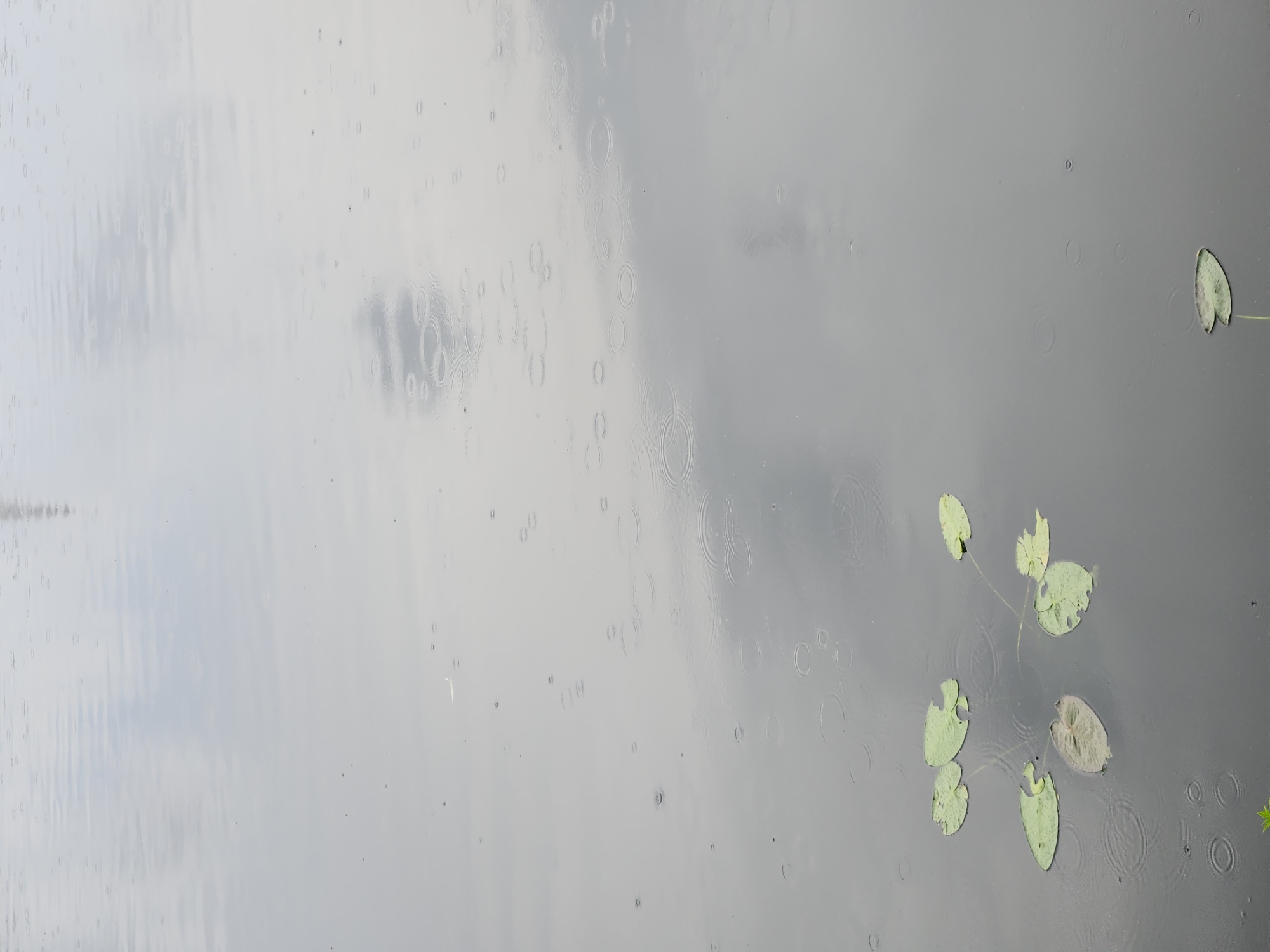 The image depicts a body of calm water, likely a pond or lake, with a smooth, reflective surface. The sky above appears overcast, as evidenced by the muted colors and the diffused light. Small, circular ripples are visible on the water's surface, indicating that it is raining lightly. Several lily pads are floating on the water. Most of these lily pads are a healthy green color, while one in the lower left portion of the frame appears to be decaying and is a dull, brownish-green. The scene is likely located in Maitland, Florida, a city known for its many lakes and parks, particularly Lake Sybelia or one of the other numerous water bodies within the city's limits, which could be home to such aquatic plants. No people are present in the image.