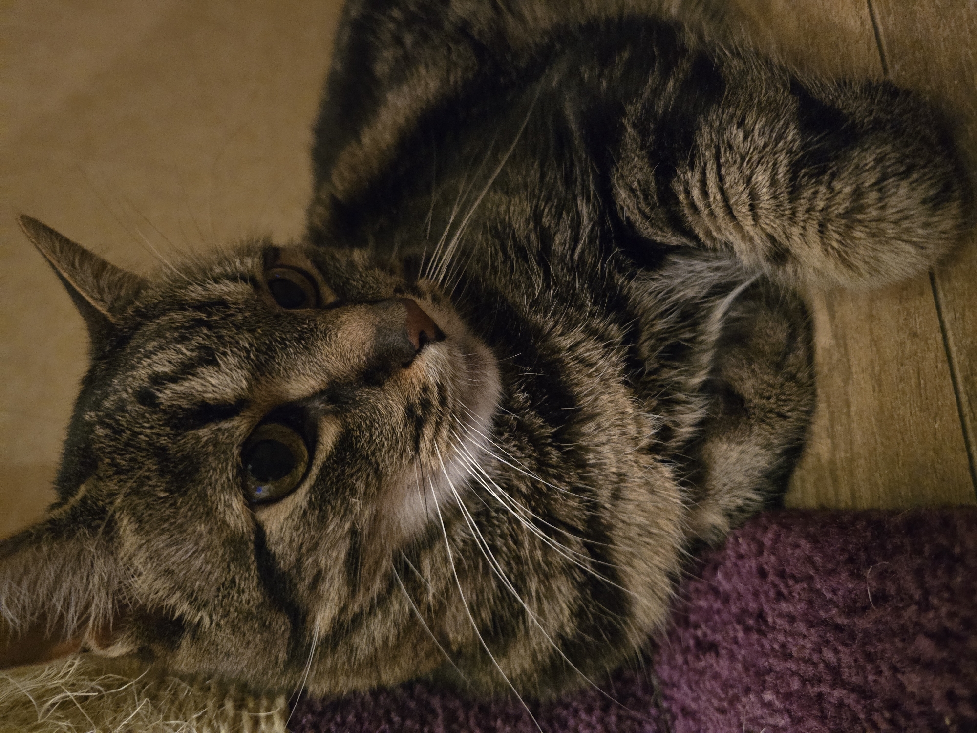 A close-up, eye-level shot features a tabby cat lying down. The cat is positioned with its head turned to the right, its gaze directed slightly downward and away from the camera. Its fur exhibits a pattern of dark brown and black stripes against a lighter brown background. Prominent white whiskers fan out from its muzzle. The cat is resting on a textured purple fabric surface, which lies on a light brown wooden floor. The background is a soft, neutral tan color. The lighting appears to be artificial and warm, creating a slightly moody atmosphere. There are no people visible in the image, and no specific location in Sofiivska Borshchahivka, Ukraine, can be identified.