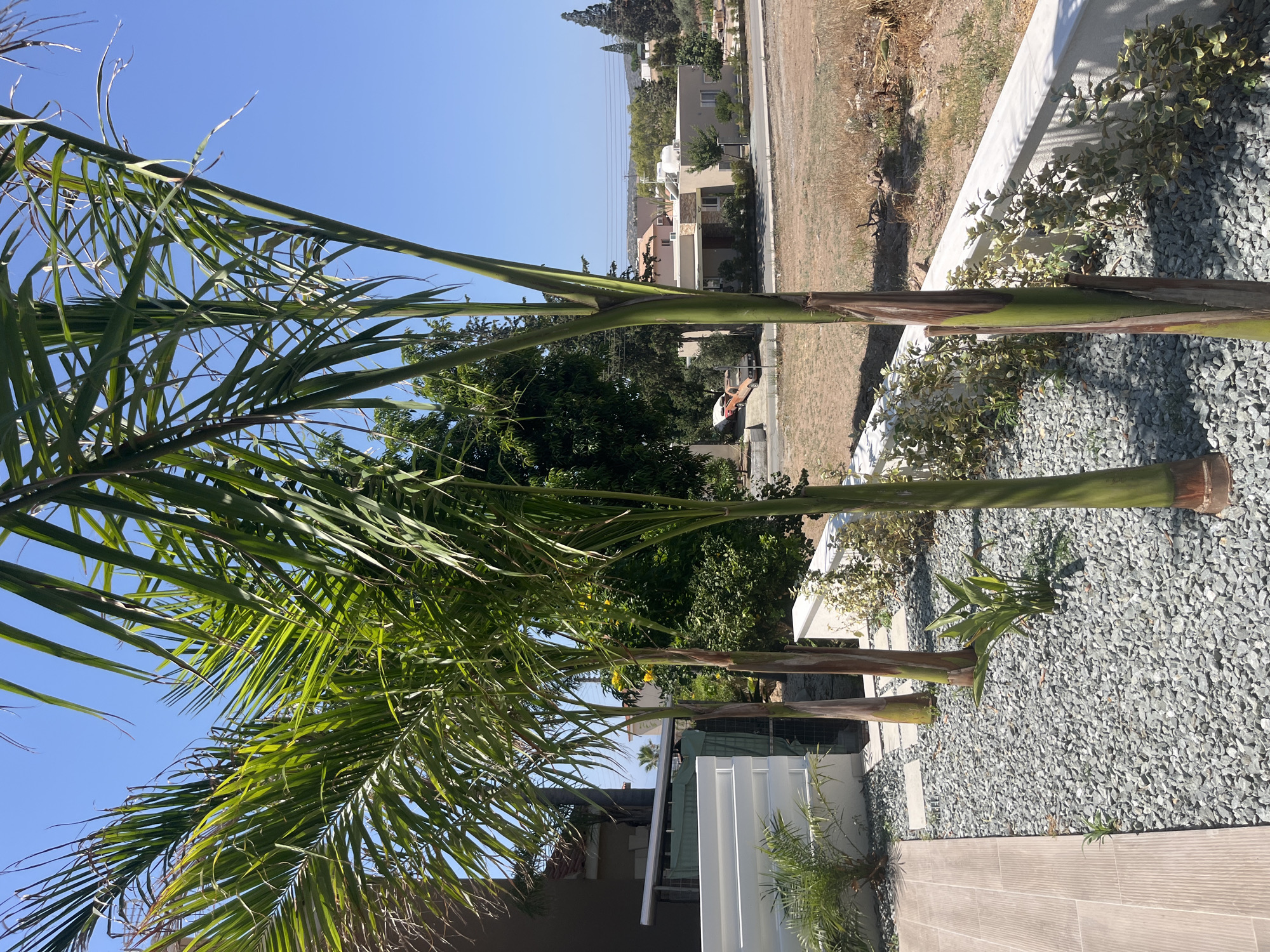The image depicts a sunny outdoor scene in the Moni Community, Cyprus. In the foreground, three palm trees stand tall with green fronds against a clear blue sky. The ground beneath them is covered in gray gravel, with a tiled pathway to the left and a low white wall with some low-lying green plants along its top to the right. In the mid-ground, there are various trees and vegetation, a light-colored building with a modern roofline, and a street with a couple of parked vehicles. The background reveals more buildings and trees, with a slightly hazy horizon suggesting a warm climate. The overall impression is of a residential area with a tropical or Mediterranean influence.