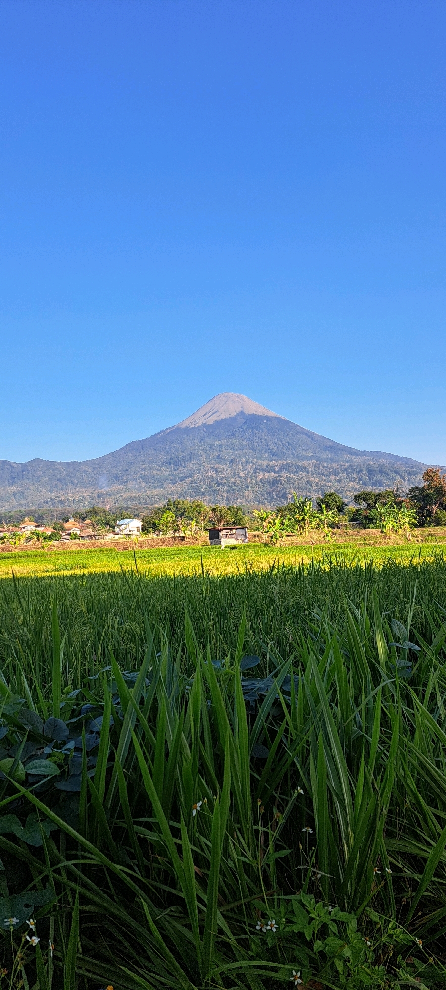 This image depicts a scenic view of Mount Arjuno in the city of Sumber Gedang, Indonesia. The foreground is dominated by lush green rice paddies, with tall grass blades in sharp focus. In the mid-ground, a small cluster of buildings and trees can be seen, suggesting a rural settlement. Beyond the settlement, the majestic Mount Arjuno rises, its slopes covered in vegetation, with its summit reaching towards a clear blue sky. The overall scene conveys a sense of tranquility and natural beauty characteristic of the Indonesian countryside.