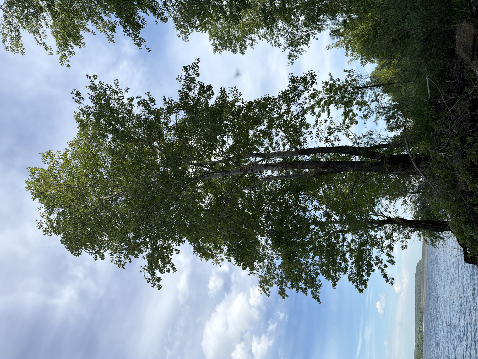 A low-angle, wide shot captures a natural scene. The composition emphasizes the sky and the foliage of trees. The sky is a mix of blue and white clouds, with variations in the intensity of the blue hue. The tree trunks and branches have a mottled, light-colored bark with darker areas. The trees' leaves are green. The scene is bordered on one side by what seems to be the edge of land where there is thick green vegetation. On the opposite side of the frame, there is a body of water. The location is Chaikovsky, Russia.