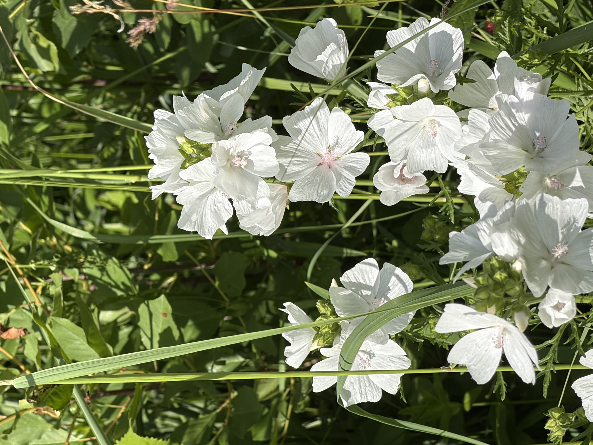 The image displays a close-up view of several white mallow flowers with delicate, crinkled petals and faint pink centers, set against a blurred background of lush green foliage. The flowers are in various stages of bloom, with some fully open and others still budding. Long, thin blades of grass diagonally cross the frame, adding a natural, uncultivated feel to the scene. The lighting suggests a bright, sunny day, casting subtle shadows on the petals and highlighting the textures of the flowers and leaves. The overall impression is one of natural beauty and tranquility. The image is undated and has no visible text. Given the location context of Petukhi, Russia, this scene likely depicts a garden or a natural meadow in the Russian countryside during the warmer months.