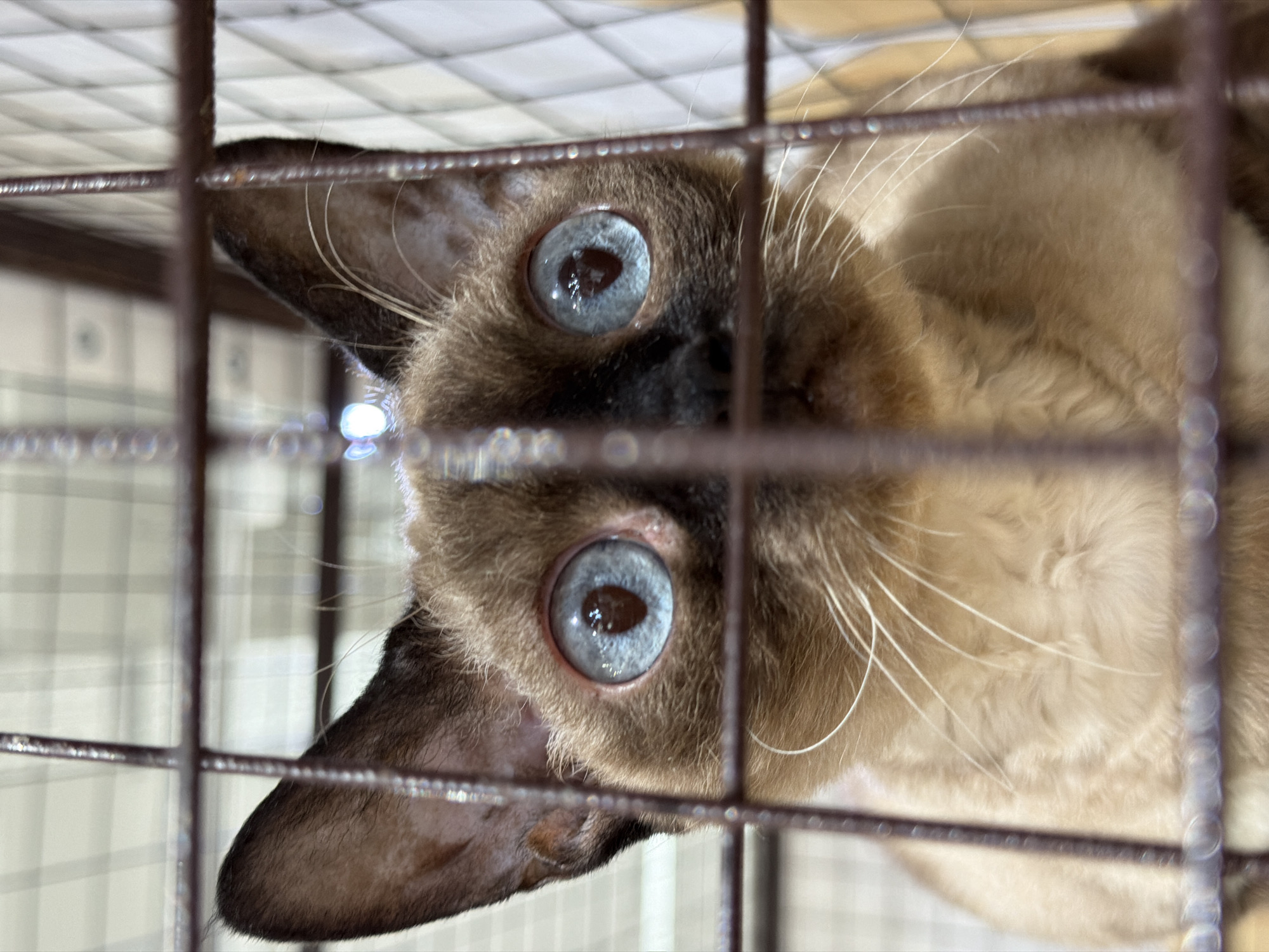 A close-up, low-angle shot shows a Siamese cat with striking blue eyes peering through the bars of a cage. The cat's fur is a mix of light brown and cream, with darker brown markings on its ears and face. The cat's whiskers are long and white, and its eyes are wide and alert, with a reflection visible in the pupils. The background is out of focus, showing a tiled wall and a ceiling with grid lighting. The cage bars are dark brown and are in the foreground, partially obscuring the cat. The scene appears to be indoors, possibly at a pet store, animal shelter, or exhibition. There is no information available to determine the location in the city of Krasnodar, Russia.
