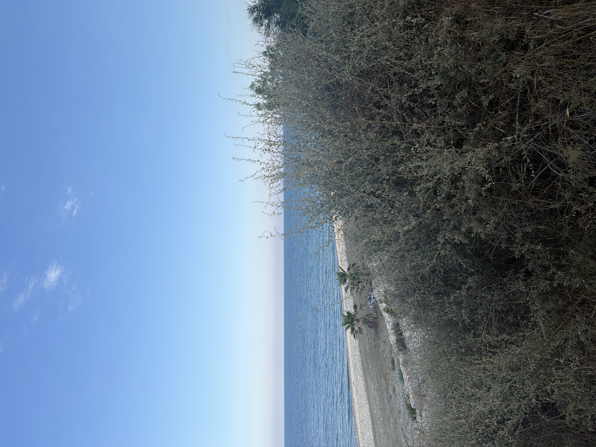 The image depicts a coastal scene in Meneou, Cyprus, under a clear, pale blue sky with a few wispy clouds. In the foreground, dense, dry, grey-green vegetation occupies the right and lower portions of the frame. Beyond this, a pebble beach stretches horizontally, meeting a calm, deep blue sea. Two palm trees are visible on the beach, and a couple of lounge chairs can be seen near them. The horizon line where the sea meets the sky is sharp and clear. The overall impression is one of a tranquil, natural coastal environment.