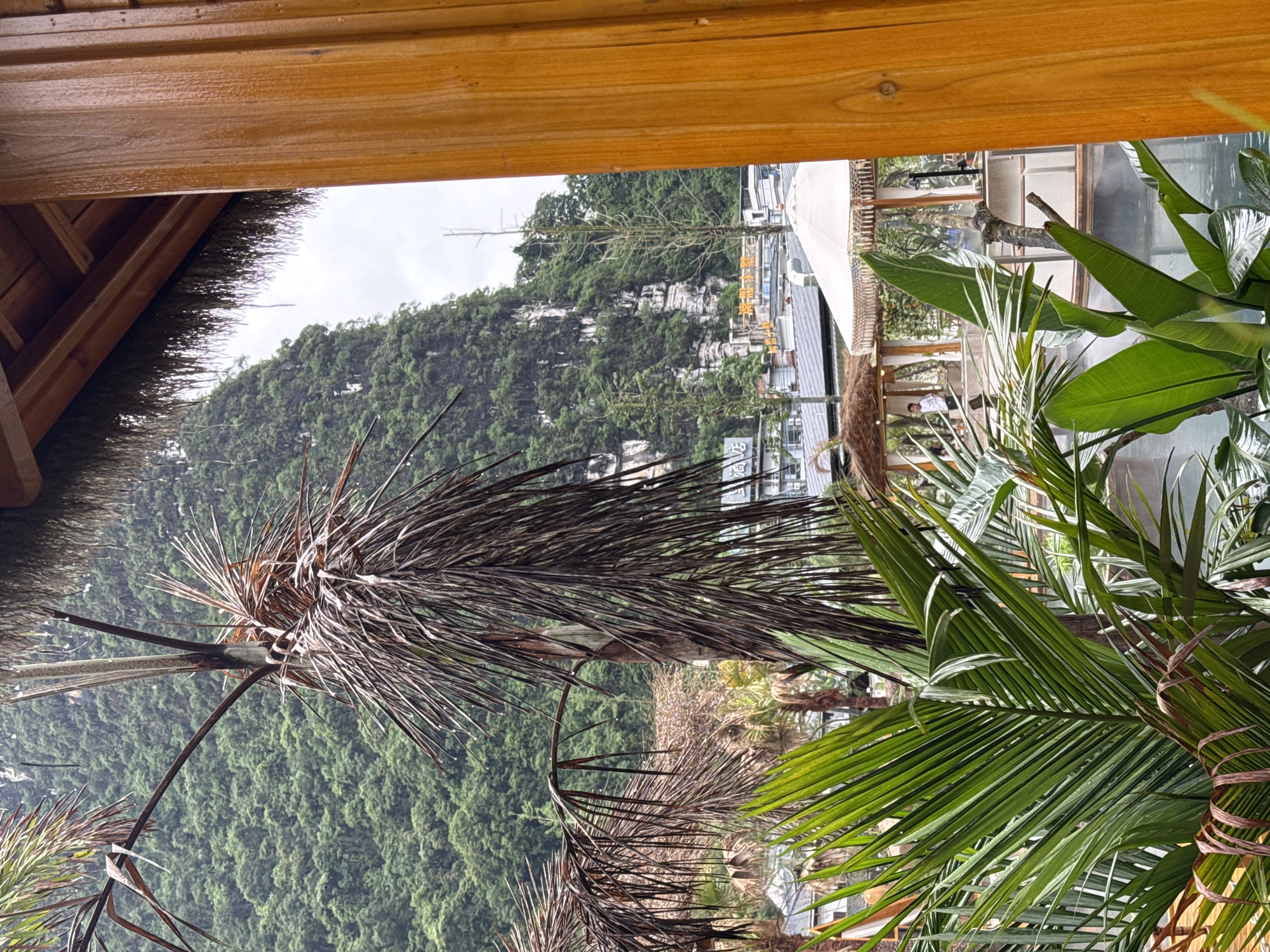 The image is a view from under a wooden structure or building, possibly a shelter or outdoor seating area, in Guilin, China. The scene includes a lush green mountain covered with trees in the background. The foreground features various plants, including palm trees, with some dead fronds among the green ones. A partially visible building with white awnings or canopies can be seen in the middle distance. A person is inside this building, working on a laptop. The overall atmosphere suggests a tropical or subtropical environment. The image appears to have been taken during the daytime under an overcast sky.