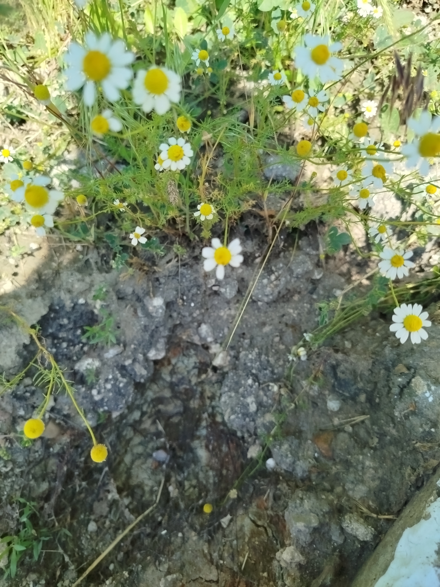 The image displays a close-up view of a patch of wild daisies growing in a natural, undeveloped area. The daisies are predominantly white with yellow centers, and their delicate petals are clearly visible. Some of the daisies are in full bloom, while others are buds or have faded. The plants are surrounded by greenery, including grass and other wild vegetation, suggesting a rural or uncultivated environment. The ground beneath the flowers appears to be rough and rocky, with visible soil and stones. There are no people or man-made objects visible in the image, indicating a scene in nature. The lighting suggests it may be daytime, with natural sunlight illuminating the flowers and foliage. The image provides no specific information about the city of Ceadîr-Lunga, Moldova, but the scene itself depicts a typical natural setting that could be found in many locations.