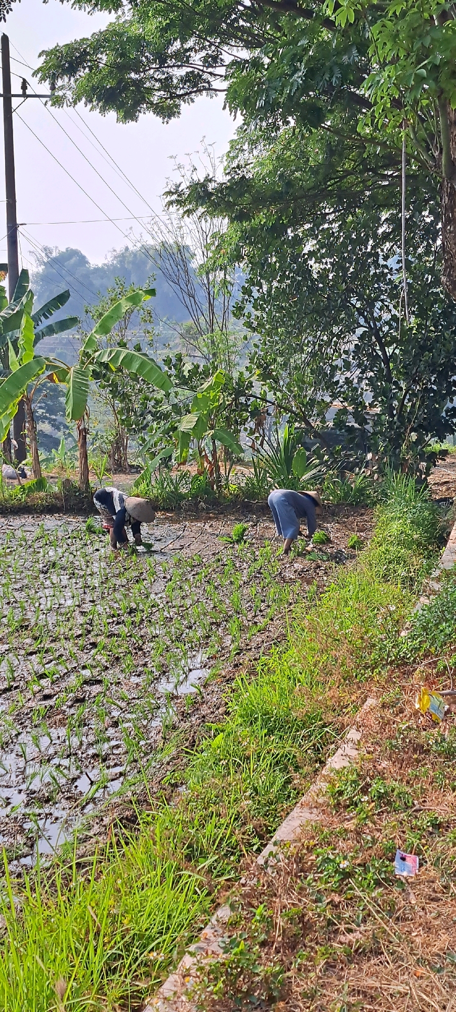 Two individuals are planting rice seedlings in a flooded paddy field. One person, wearing a conical hat and dark clothing, is bent over and appears to be placing seedlings into the mud. The other individual, in blue pants and a light-colored shirt, is also bending over in the field, possibly planting or tending to seedlings. The field is partially submerged in water, with rows of young green rice shoots visible. In the background, there are lush green trees and banana plants, with a hazy landscape of hills in the distance. A utility pole with overhead wires stands to the left of the frame. The foreground shows dry ground with grass and some scattered debris, including what appears to be a crumpled piece of paper or plastic. The scene suggests agricultural activity in a rural or semi-rural setting. The image depicts a traditional rice farming practice. The location is identified as Pandaan, Indonesia.