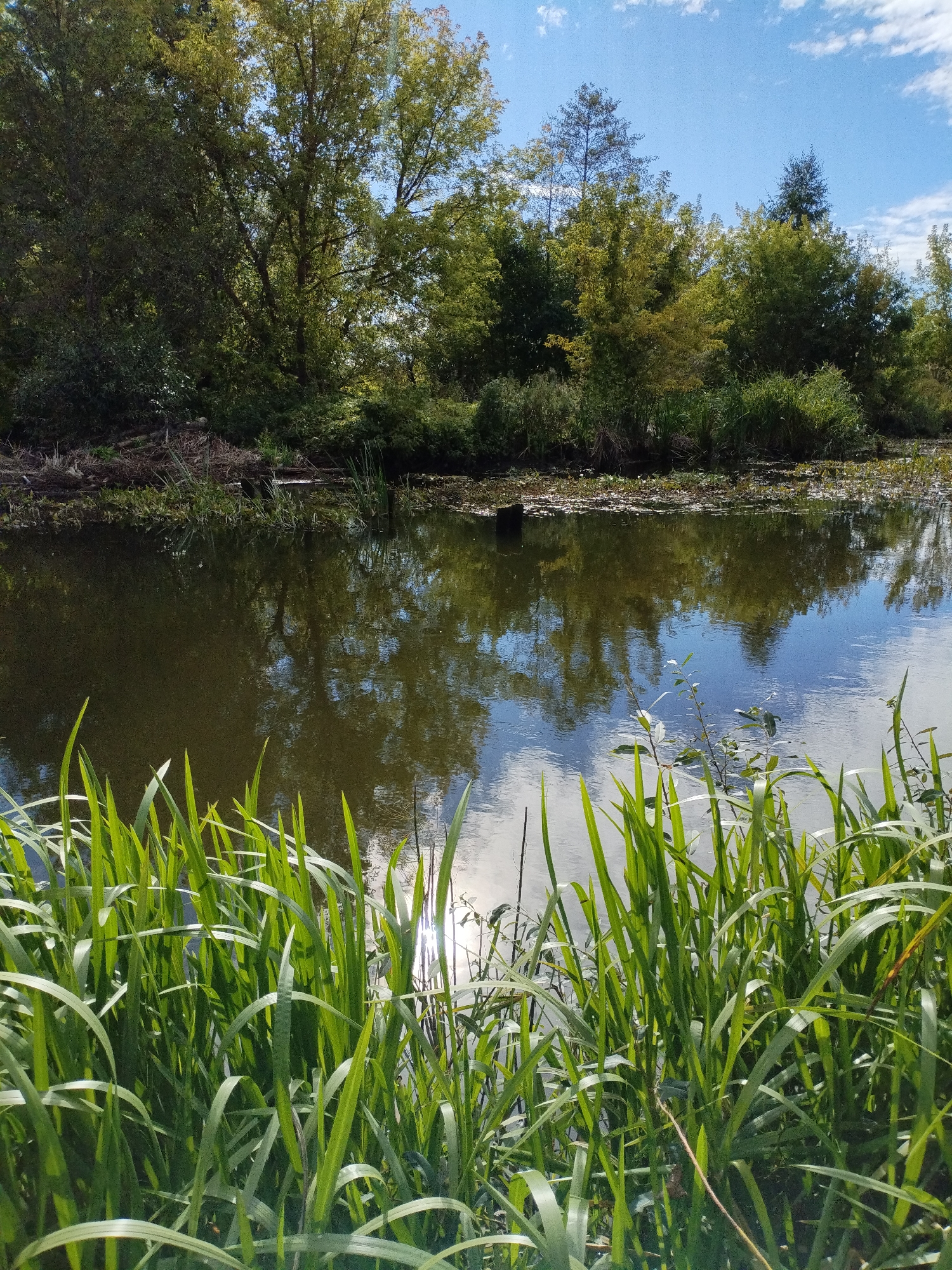 The image depicts a tranquil natural scene of a body of water surrounded by lush vegetation and trees. The water's surface reflects the blue sky, scattered white clouds, and the green foliage of the trees, creating a symmetrical and serene composition. In the foreground, tall green grass blades frame the lower part of the image, adding a sense of depth and natural beauty. The overall impression is one of peace and natural harmony, typical of a park or undeveloped natural area. This scene is located in the city of Bialynichy, Belarus.