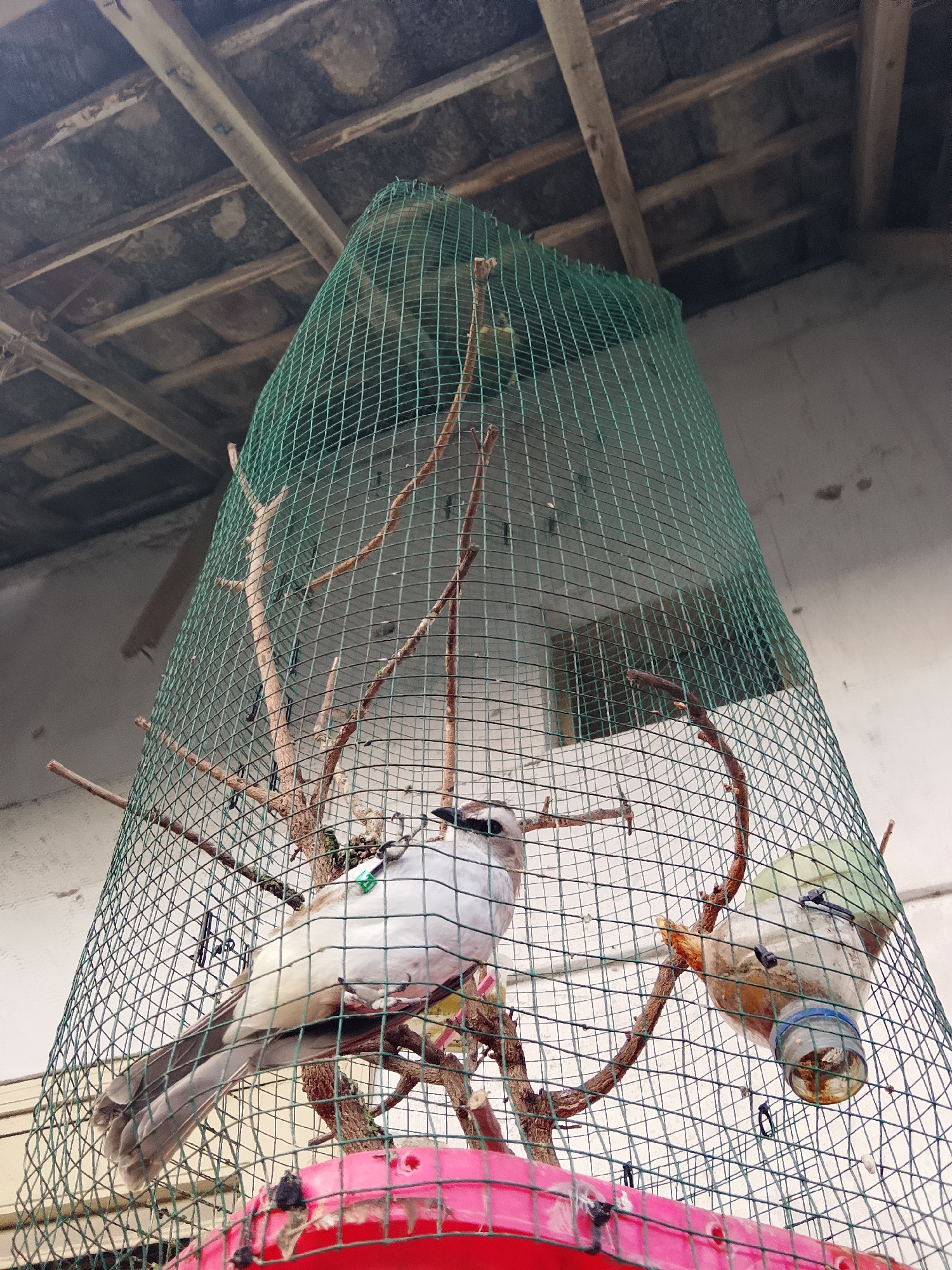This image depicts a large bird in a green mesh cage, possibly a dovecote, constructed under a corrugated metal roof supported by wooden beams. The cage contains several branches, serving as perches for the bird. A pink plastic container is visible at the bottom of the cage. In the background, a white wall suggests an outdoor or semi-outdoor setting. A plastic bottle, likely a food or water dispenser, is also attached to the cage. One bird is prominently featured, perched on a branch, with its tail feathers extending downwards. Another bird is partially visible on the right side of the cage, near the plastic bottle. The overall scene suggests a domestic or rural environment in Gapurosukolilo, Indonesia.