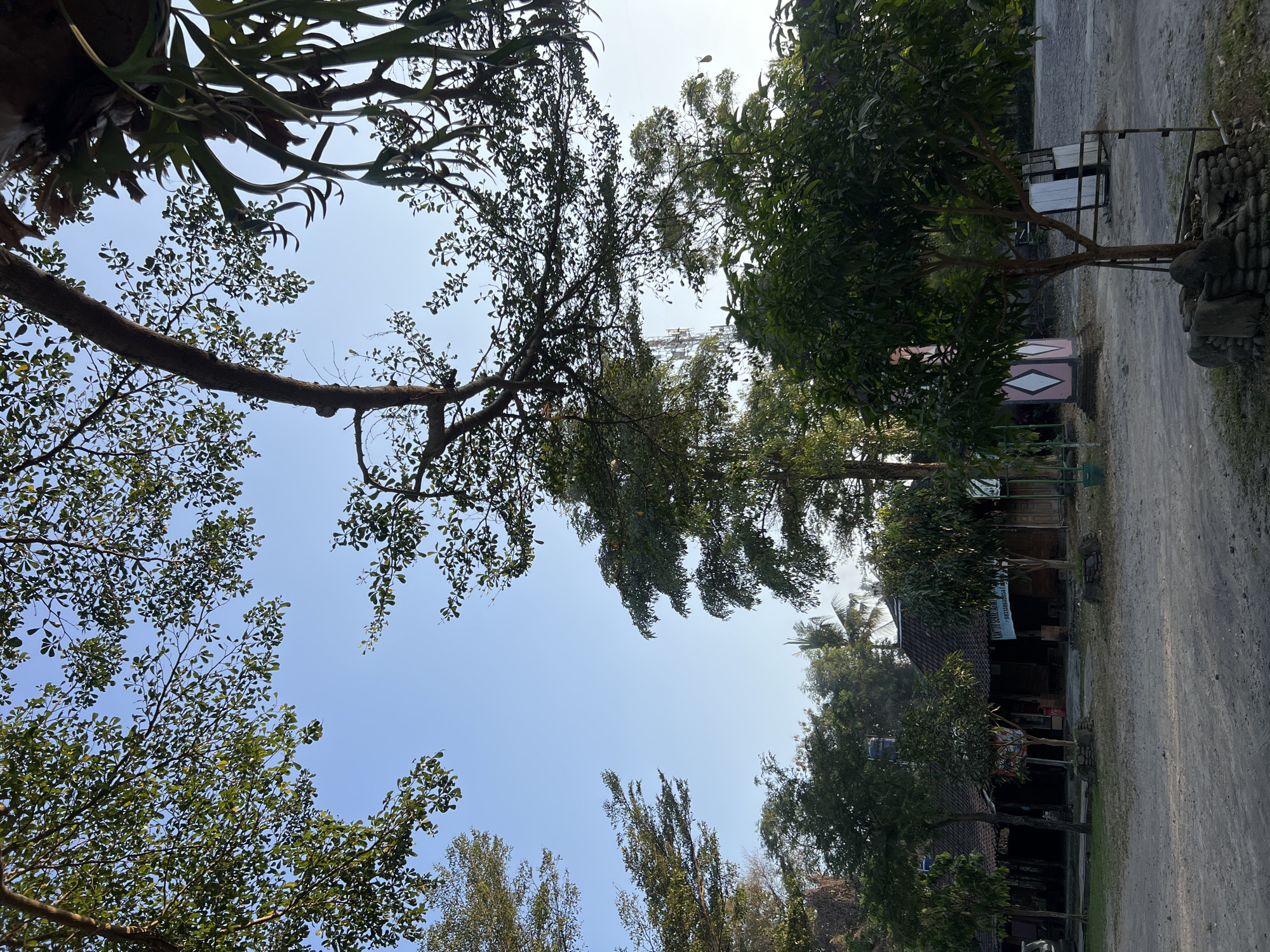 The image captures a view of the sky through the branches of several trees. In the foreground, a large tree with dark bark and numerous small green leaves arches over the scene, with a distinct staghorn fern attached to its upper branch on the right. The sky is a clear, pale blue. Below the canopy of leaves, a cluster of buildings with dark tiled roofs is visible, suggesting a semi-rural or established area. To the left of the buildings, a tall telecommunications tower can be seen peeking above the trees. The ground is covered in a mixture of dirt and gravel, with some patches of dry grass. In the mid-ground, a smaller, leafy tree stands in the center, surrounded by stones and a metal frame. To the right, a white structure with a diamond pattern on a pink base is partially visible. The overall impression is of an outdoor environment, possibly a park or a community area, in a location with mature trees and infrastructure. Based on the provided context, the scene is located in Tlogoadi, Indonesia.