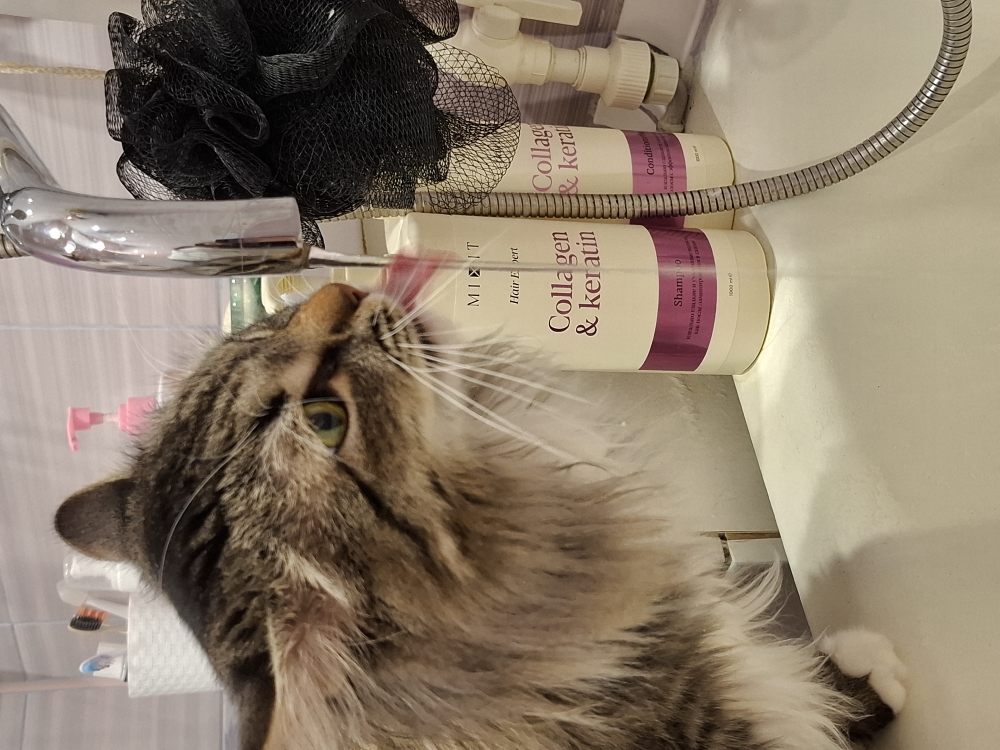 An image, rotated 90 degrees clockwise, captures a domestic scene in a bathroom in Chaikovsky, Russia. The main subject is a fluffy, long-haired tabby cat with brown, grey, and white fur and green eyes, actively drinking water directly from a running metal faucet. The cat's whiskers are prominent as it laps at the stream.
In the background and around the faucet, several bathroom items are visible. A black mesh shower pouf or loofah hangs near the faucet. Below it, two large bottles of hair product are neatly arranged on a surface, likely the edge of a sink or bathtub. The bottles are labeled "MIXIT," "Hair Expert," and prominently feature "Collagen & keratin." One bottle is identified as "Shampoo" and the other as "Conditioner," both stating "1000 ml e." Partially visible Cyrillic text on the shampoo bottle reads "идеально гладкие и хо" (ideally smooth and ho...) and on the conditioner bottle, "олости с эфф" (cavity with eff...). A white spray bottle, a pink pump bottle, and toothbrushes in a holder are also partially visible further in the background. The scene suggests a cozy, well-kept bathroom environment, with artificial lighting, emphasizing the cat's natural curiosity and enjoyment of fresh running water.