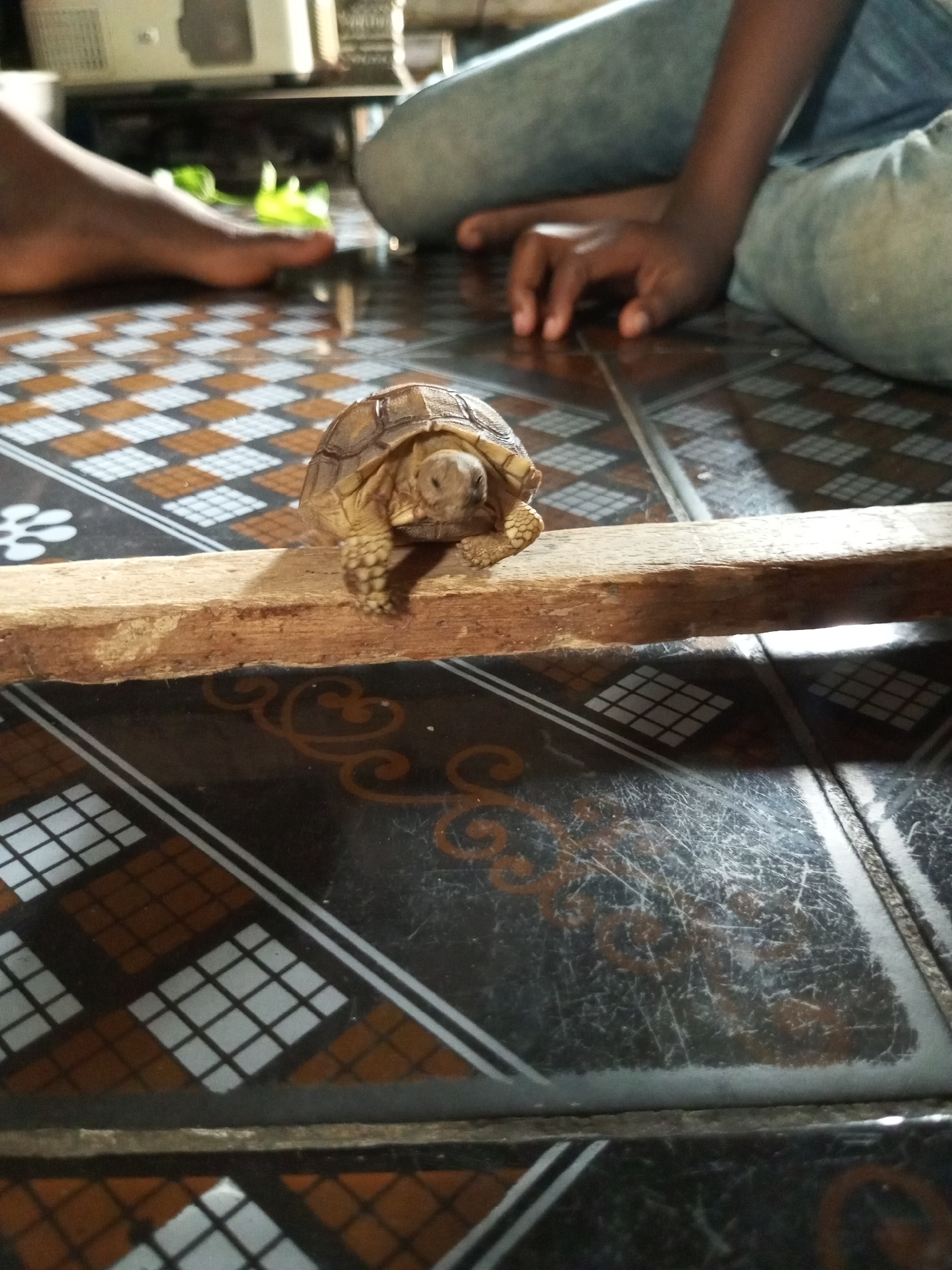 A young turtle is positioned on a piece of wood that spans across a tiled floor. The floor has a diamond pattern with alternating brown and white squares. In the background, a person's legs are visible, clad in blue jeans, and their hands are resting on the floor. One foot is also partially visible. The environment appears to be indoors, with some electronic equipment in the upper left corner of the image. The lighting suggests it is daytime.