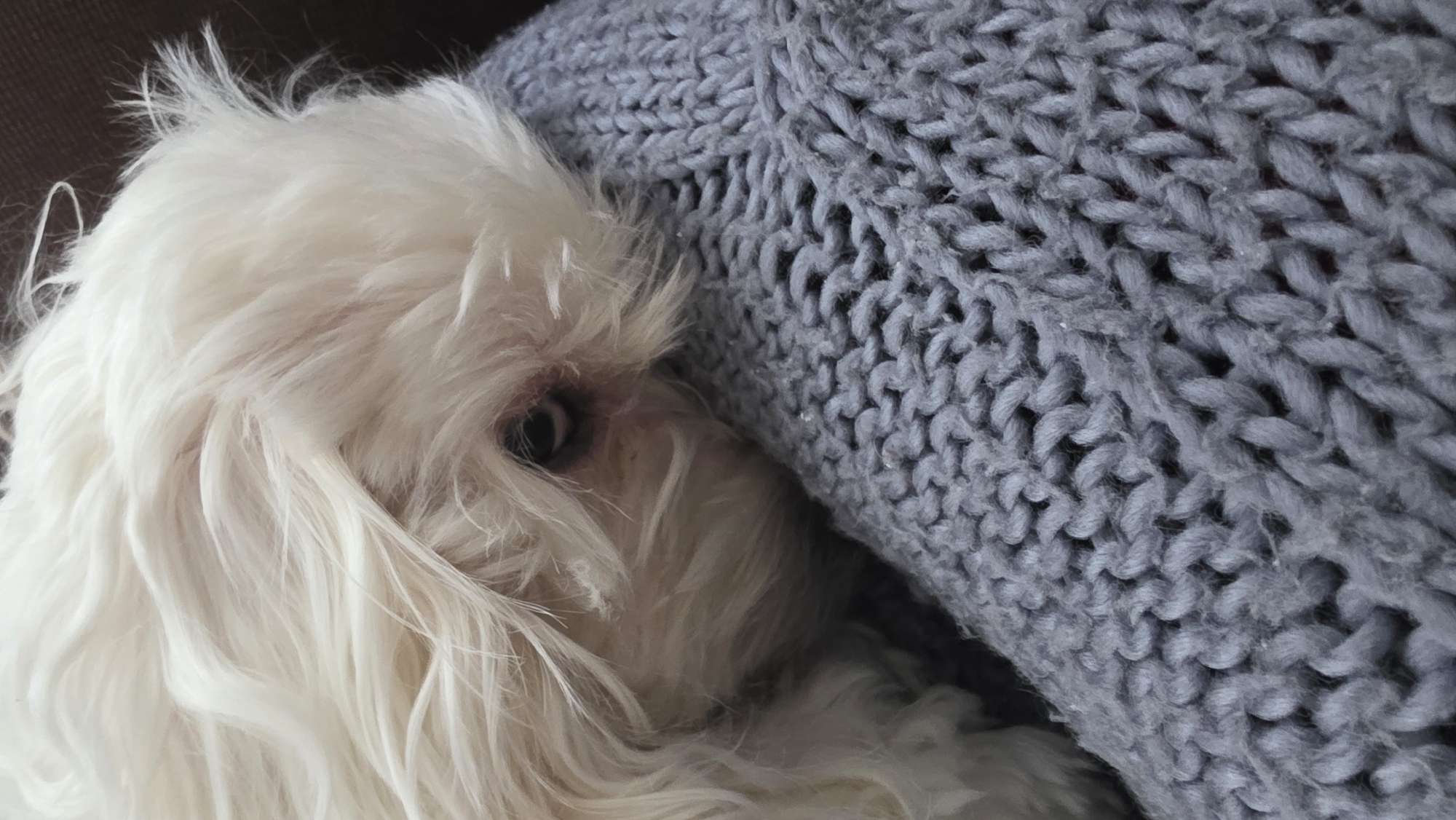 A fluffy white dog with long fur is nestled against a chunky, light grey knitted blanket or pillow. The dog's face is partially obscured by its fur, with one dark, round eye peeking out towards the viewer, showing a hint of pink skin around it. Its white fur is soft and appears somewhat disheveled, suggesting movement or rest. The knitted object features a prominent, cable-like pattern, indicating a cozy and warm texture. The dog appears to be resting comfortably, possibly sleeping or just settled in, giving off a relaxed and content emotion. The scene is likely indoors, given the presence of the blanket, but no specific location cues or time of day are discernible. There is no visible text in the image.