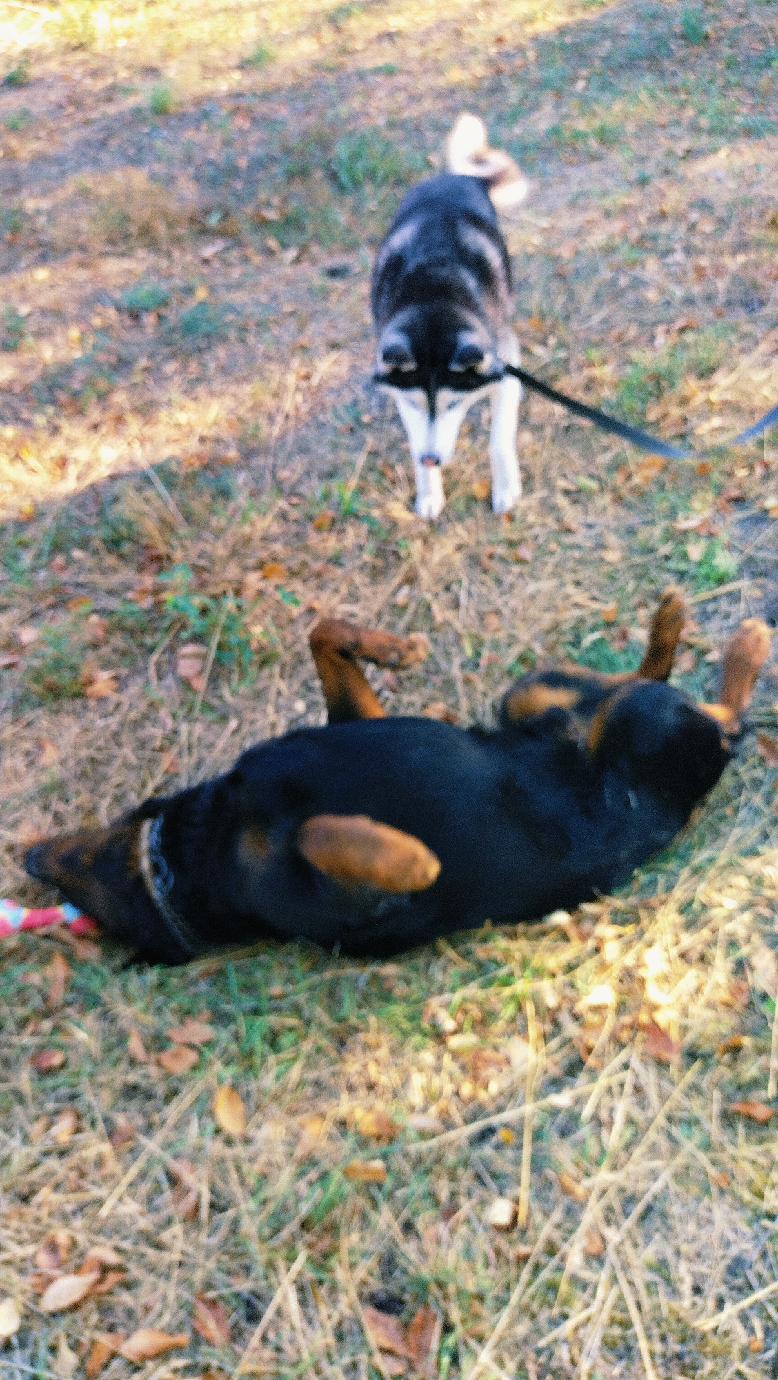 Two dogs are on a grassy, outdoor surface with dry leaves scattered. In the foreground, a large, dark-colored dog, likely a Rottweiler, is lying on its back with its paws in the air. It appears to be a playful pose. In the background, a Siberian Husky with black and white fur is standing and looking down, with a leash attached to its collar. The scene suggests a park or natural area within the city of Horishni Plavni, Ukraine, likely during autumn or late summer due to the dry foliage.