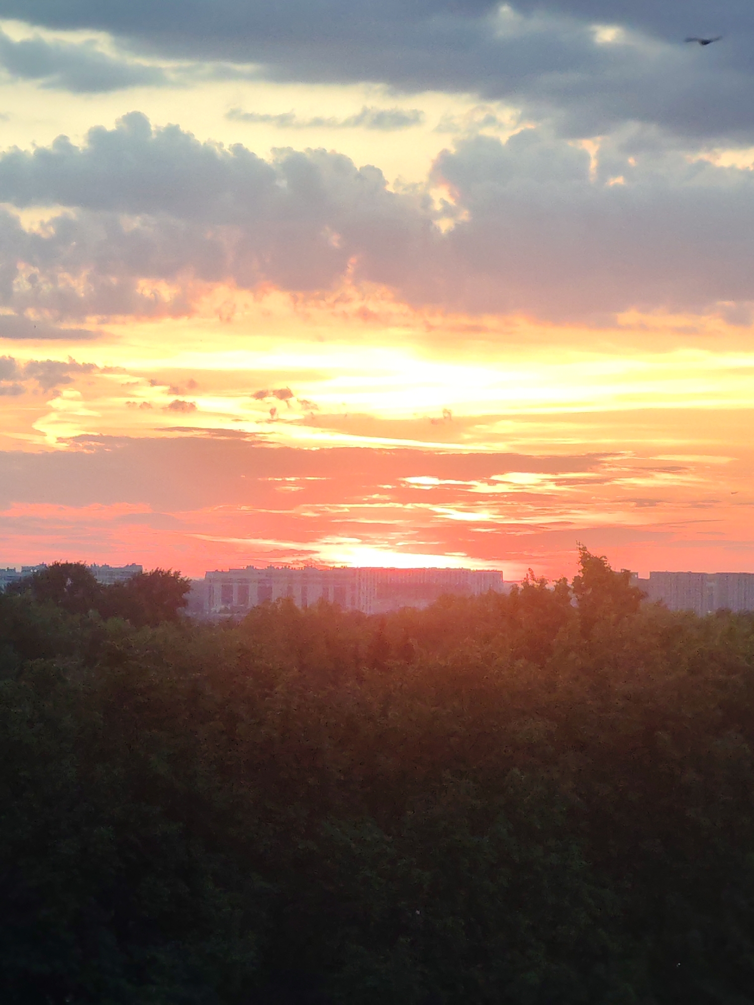 The image displays a vibrant sunset or sunrise over an urban or suburban landscape in Podolsk, Russia. The sky is the dominant feature, showcasing a dramatic blend of warm colors, including fiery oranges, reds, and bright yellows near the horizon, where the sun's light breaks through the clouds. Higher in the sky, these intense hues softly transition into pinks, purples, and light blues, interspersed with varied greyish clouds.
In the midground, a line of multi-story buildings forms a dark silhouette against the glowing sky, suggesting an urban or residential area. Below these structures, a dense canopy of trees or a forest occupies the foreground, appearing as a dark, almost black mass that obscures the ground. The foliage is lush and fills the lower half of the frame. A faint, small bird is visible soaring in the upper right portion of the sky.
The scene captures the peaceful beauty of a natural light phenomenon, likely an evening sunset given the mood and color saturation, as day transitions over an inhabited area. No specific human activity is discernible, and there is no visible text in the image.