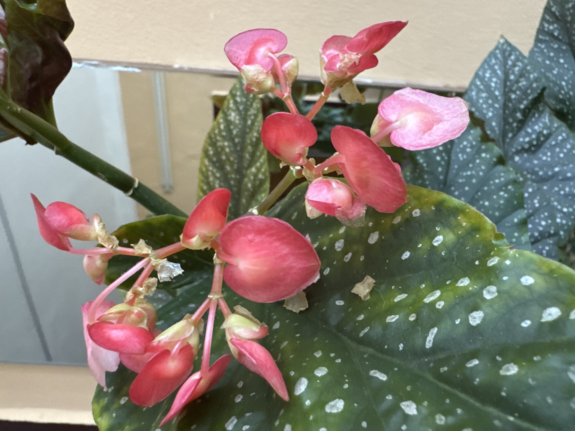 The image shows a close-up of a flowering begonia plant. The plant has large, dark green leaves with silvery-white spots. It also has clusters of delicate pink and red flowers, some of which are fully open and others are still buds. The flowers have a delicate, almost translucent appearance. The background is softly blurred, with hints of a beige wall and what appears to be a reflective surface, possibly a mirror. The lighting suggests it's daytime, with soft, natural light illuminating the plant. There are no people visible in the image. The focus is entirely on the intricate details of the begonia's foliage and blooms. The overall impression is one of natural beauty and tranquility.