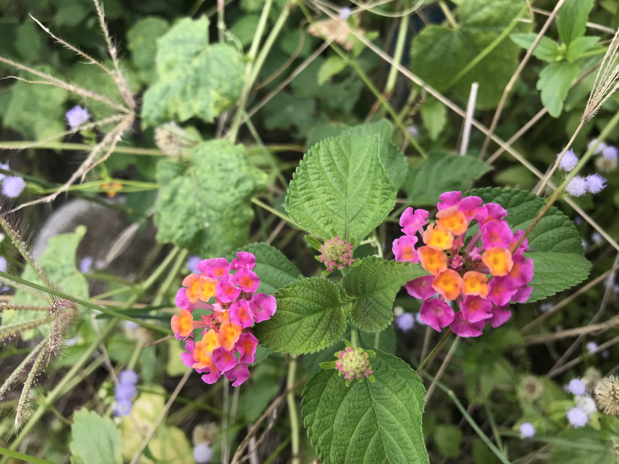 The image shows a close-up of two clusters of Lantana flowers with pink and orange petals, surrounded by green leaves and other vegetation. Several blades of grass are intertwined with the foliage. Smaller, light purple flowers are also visible in the background. The location of the image is likely Lhokseumawe, Indonesia, but the image does not contain sufficient information to verify this location.