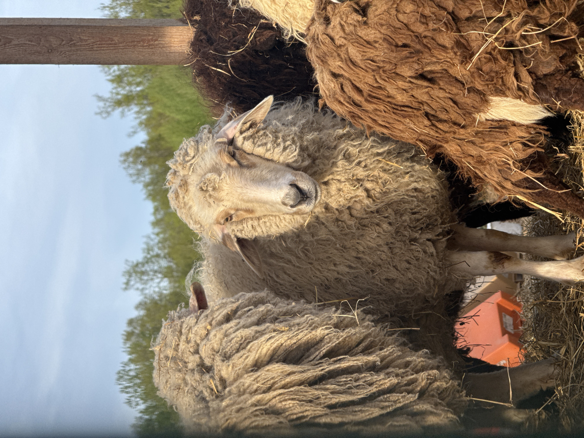 A close-up shot of several sheep huddled together on a sunny day, likely in Bol'shoye Kozino, Russia. The sheep vary in color, ranging from light tan to dark brown, and are covered in thick wool. Some hay is scattered around their feet. A wooden beam is visible in the upper left corner of the frame, and trees are visible in the background. An orange bin is visible under the sheep.