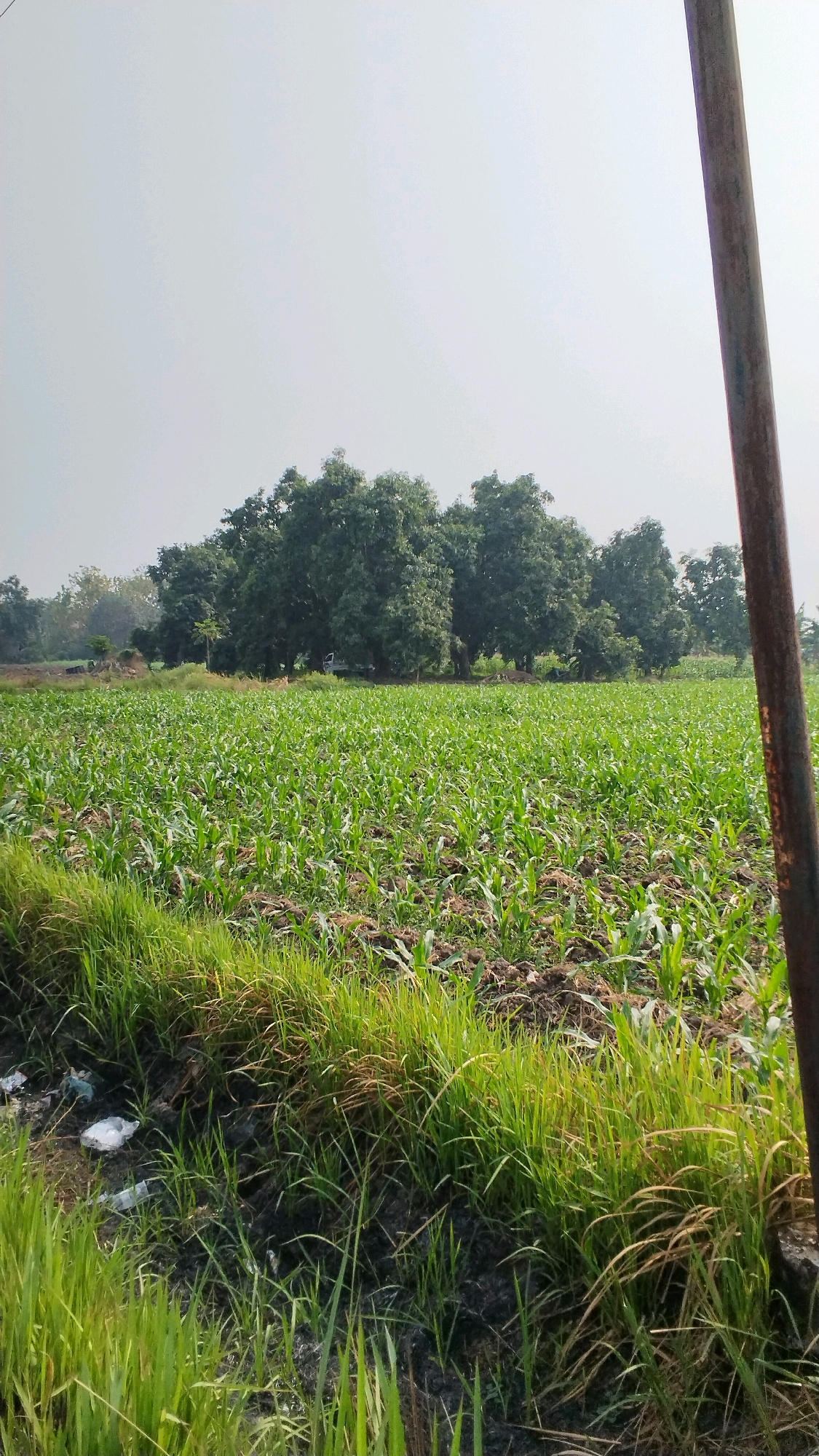An outdoor, eye-level, vertical, wide shot captures a lush, green cornfield in Mlirip, Indonesia. The field stretches towards a line of large, mature trees in the distance, their dark green foliage contrasting with the bright green of the young corn stalks. The sky above is a pale, hazy grey, suggesting either an overcast day or light pollution. In the foreground, on the right side of the frame, a thick, dark brown metal pole stands vertically, its rough texture and weathered appearance evident. The base of the pole is obscured by the surrounding vegetation. To the left of the pole, the field is bordered by a strip of tall, wild grass, interspersed with patches of dark, exposed earth. Some white plastic debris is visible amongst the grass, indicating litter. The corn stalks themselves are short and densely packed, with their broad leaves reaching upwards. The overall impression is of a rural agricultural landscape, possibly on the outskirts of Mlirip, characterized by its agricultural activity and natural elements.