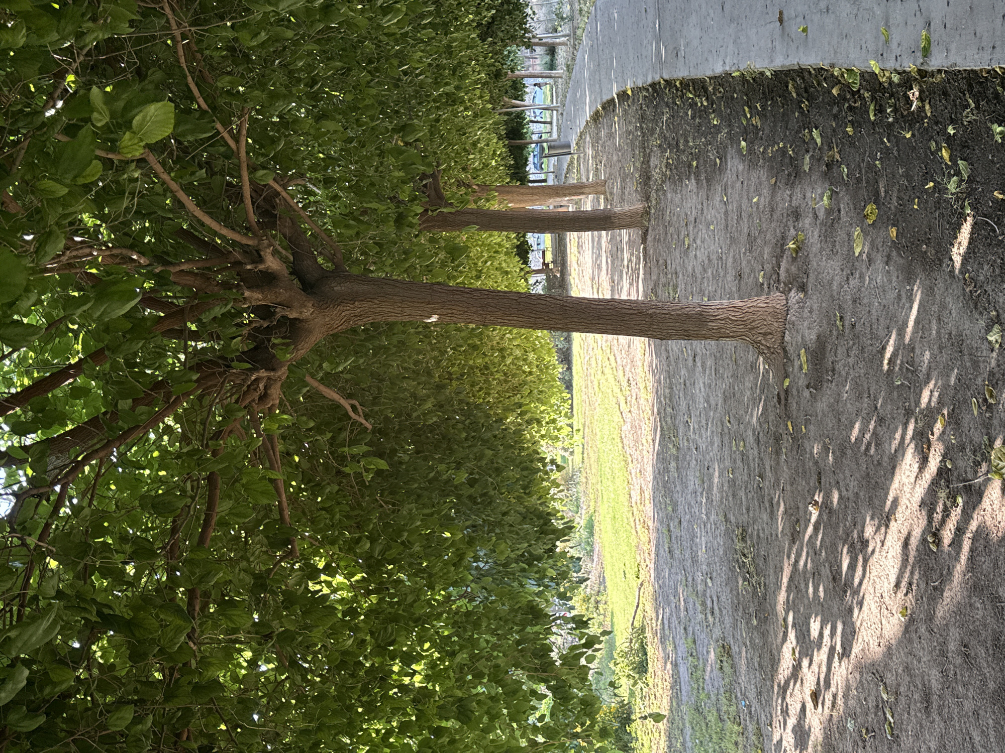 The image displays a serene outdoor scene, likely a park or a tree-lined street, under natural daylight. A row of several mature trees with thick, textured trunks stands prominently on the left side of the frame. These trees boast dense, vibrant green foliage that forms a substantial canopy, through which sunlight filters, creating bright spots and a lush appearance.
To the right of the trees, a well-trodden dirt path extends into the distance. This path is scattered with some fallen leaves, suggesting a natural, unpaved surface. Further to the right, beyond the dirt path, there is a brighter area of green, possibly grass, and then a clear concrete path or edge that runs parallel to the dirt path.
The sunlight is strong, casting distinct, elongated shadows from the trees onto the dirt path, indicating a clear, sunny day, possibly in the morning or late afternoon given the angle of the shadows. In the far background, obscured by distance and foliage, faint outlines of what might be benches, structures, or vehicles can be discerned, though they are not clearly identifiable. No human activity or visible text is present in the image. The scene conveys a peaceful and natural atmosphere.