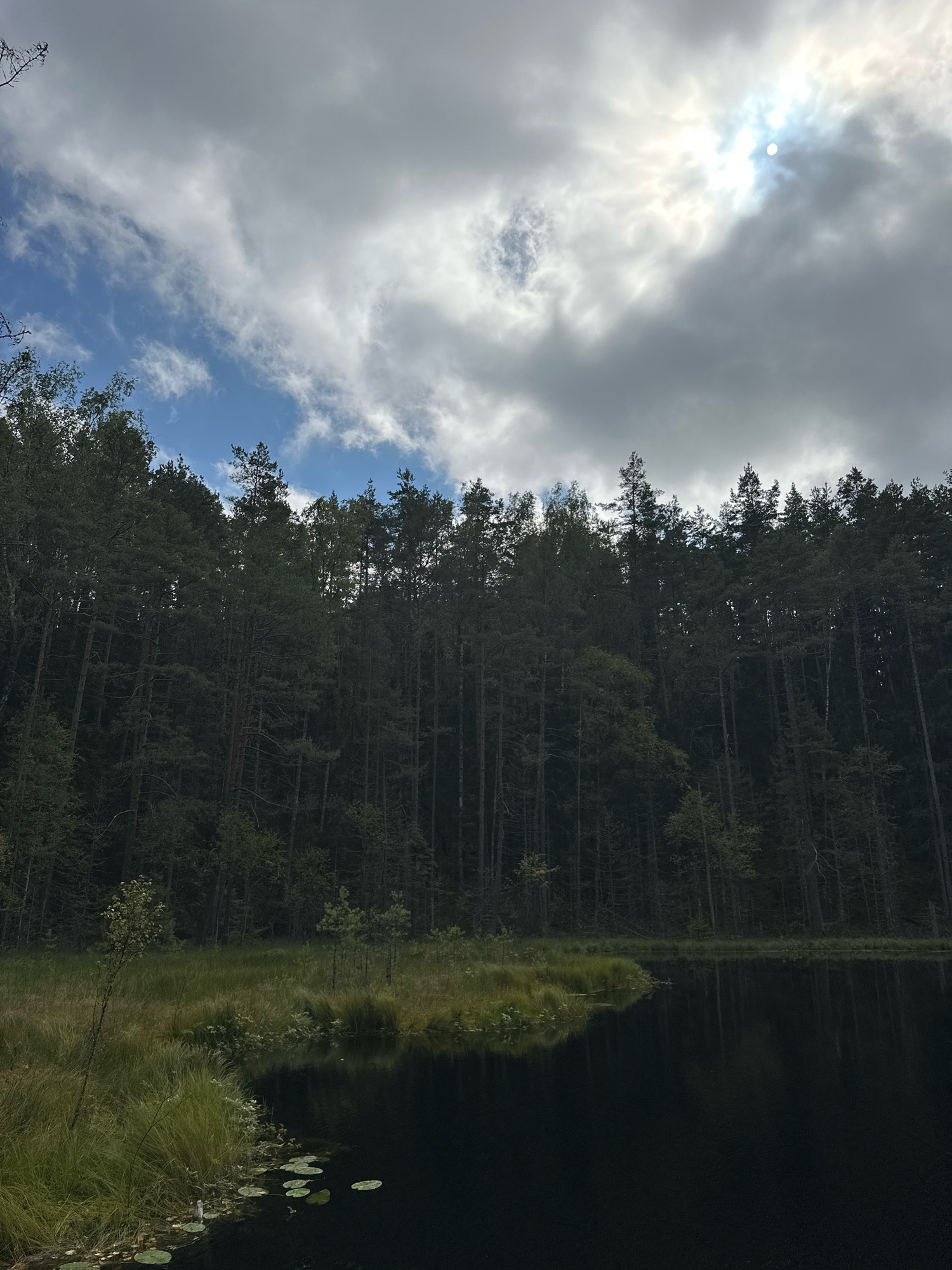 The image depicts a serene natural landscape with a dark, still body of water in the foreground, reflecting the overcast sky. The water's edge is bordered by a lush, grassy bank, with scattered lily pads floating on the surface. Behind the bank, a dense forest of tall, dark pine trees rises, forming a thick, uniform wall of green. The sky above is dramatic, with large, billowy grey clouds partially obscuring a bright sun, creating a diffused light that casts a slightly muted tone over the entire scene. The overall impression is one of a remote and tranquil wilderness, possibly a secluded lake within a forested area of Свірскі сельскі Савет, Belarus. There are no people or discernible man-made objects in the frame.