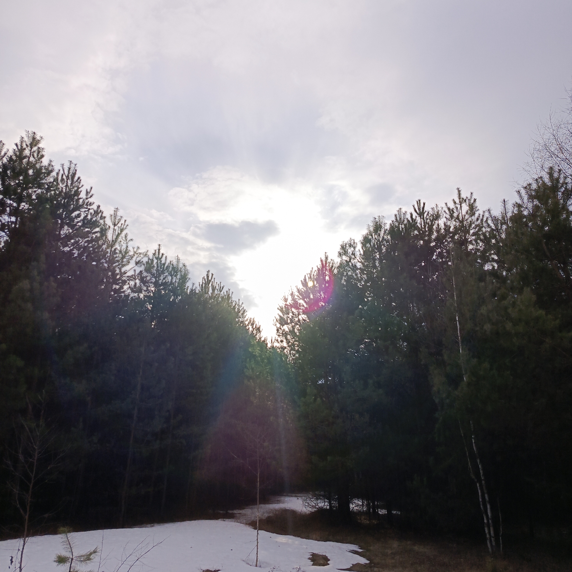 The image depicts a forest scene, likely located in Chaikovsky, Russia. The foreground shows melting snow patches on a ground covered with dry grass. A small sapling stands in the center of the snow patch. The midground is dominated by a dense forest of coniferous trees, with sunlight breaking through the tree line in the center of the image. The sky is overcast with thin clouds, allowing some sunlight to filter through. No people or animals are visible.