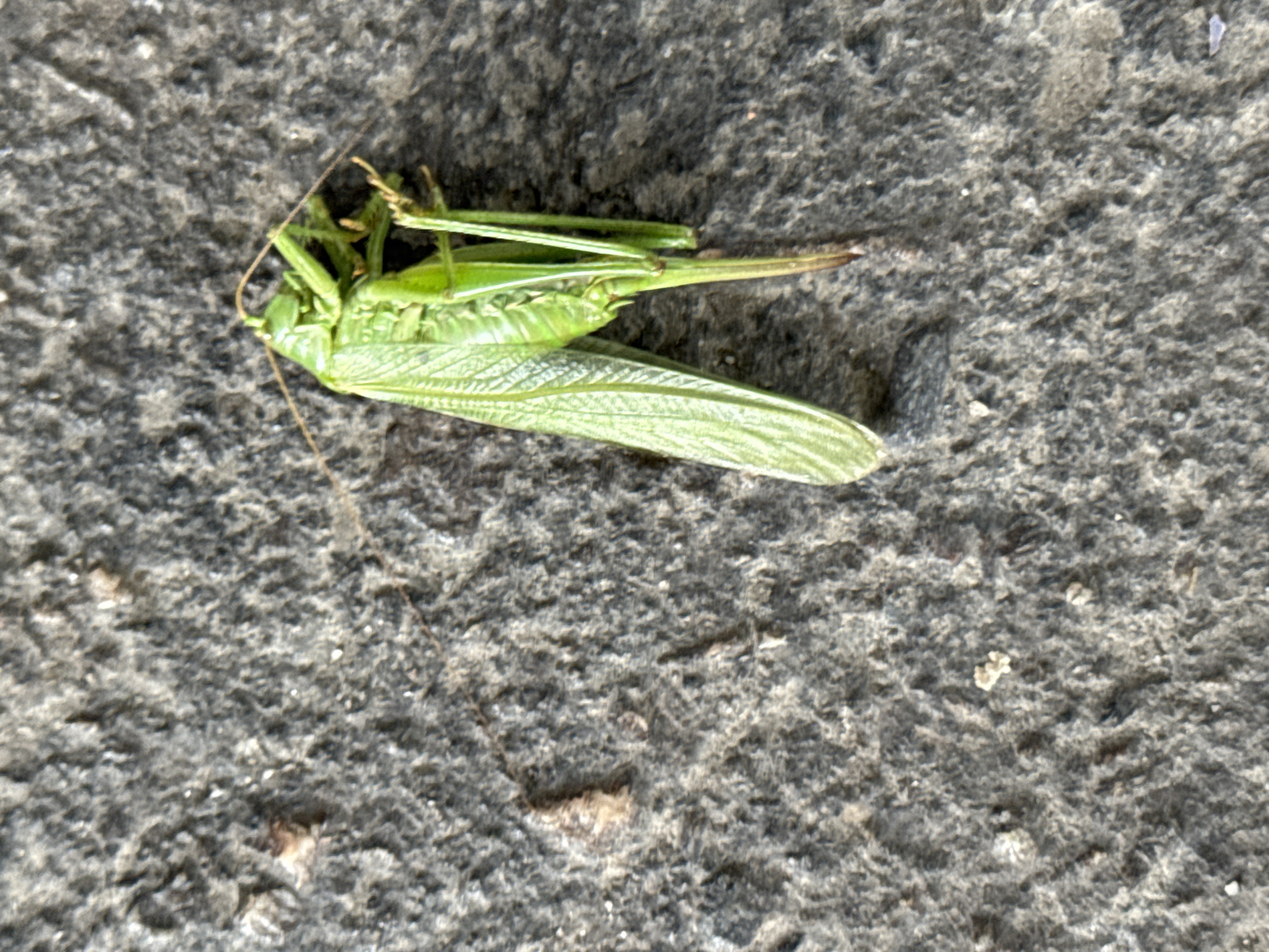 The image shows a dead or incapacitated green grasshopper lying on its back on a rough, grey, textured surface, likely concrete or asphalt. The grasshopper is positioned horizontally across the frame, with its legs splayed outwards. Its long, segmented body and prominent wings are clearly visible. One wing is particularly extended, showing intricate veining. The insect appears to be a large specimen, with its antennae visible extending from its head. The background is uniformly textured and grey, providing no specific environmental context beyond the surface it rests on. There is no visible text in the image. The lighting suggests it is daytime, with a bright light source casting subtle shadows on the textured surface, indicating a sunny or well-lit environment. The overall scene is static, depicting a natural element in an artificial or semi-natural setting. The condition of the grasshopper suggests it is no longer alive or is severely injured. The location context of Zaporizhzhia, Ukraine, is not visually evident from the image itself, as the surface and the grasshopper are generic.