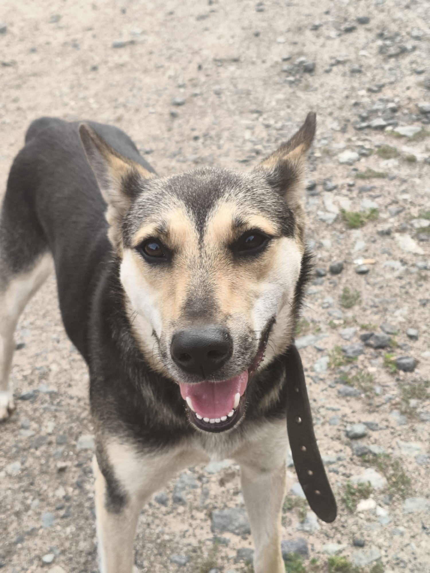The image shows a medium-sized dog with dark brown and tan fur, standing outdoors on a gravelly surface. The dog is looking directly at the camera with its mouth open, revealing its tongue and teeth. It appears to be wearing a dark brown collar. The background consists of more gravel and sparse vegetation. The scene is not distinguishable as being in Chaikovsky, Russia, or any specific city.