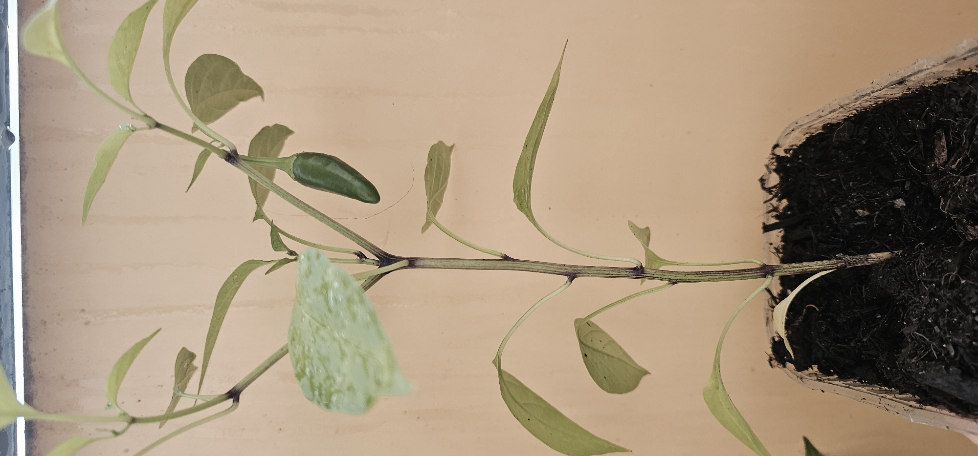 The image shows a young chili pepper plant growing in a clear plastic container filled with dark soil. The plant has a slender, reddish-purple stem with several green leaves and one small, green chili pepper developing near the top. The background is a plain, light-colored wall. The image does not contain any elements that would indicate its location in Dresden, Germany.