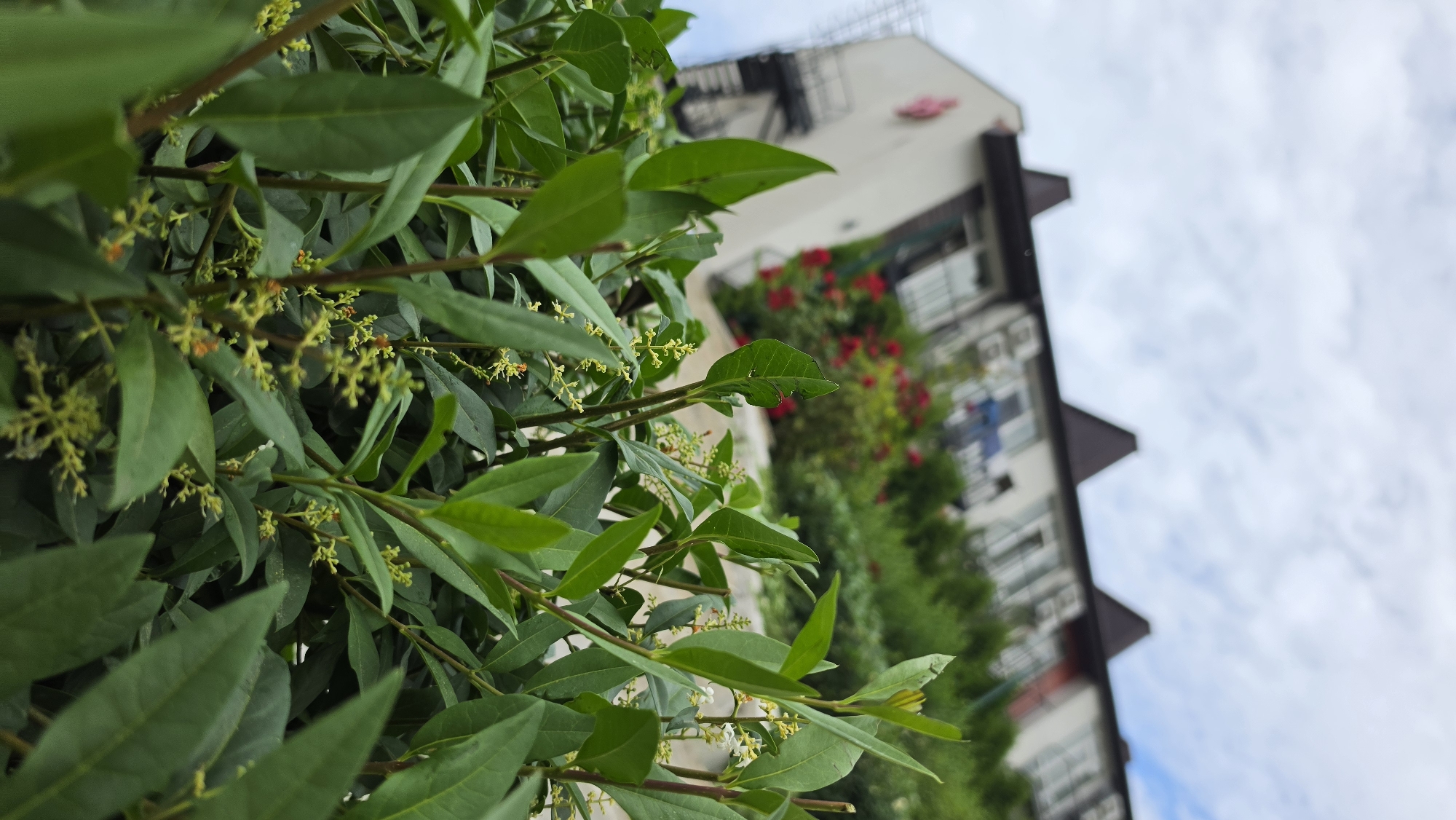 A low-angle medium shot captures lush green foliage in the foreground, with numerous oval-shaped leaves and delicate clusters of small, pale yellow flowers. The plants are dense and appear to be a hedge or shrub. In the background, a white building with a steep, dark-tiled roof rises against a cloudy sky. The building has multiple windows and balconies, and red flowers are visible on a terrace. A black fire escape is attached to the side of the building. The scene is outdoors and appears to be a residential or commercial area.