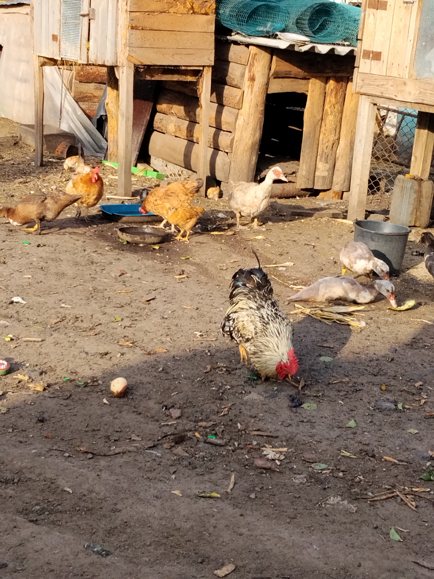 The image depicts a rural outdoor scene, likely a farmyard in Ustyvytsia, Ukraine. In the foreground, a rooster with black, white, and speckled plumage and a bright red comb is pecking at the ground. Several ducks are also visible. One duck, predominantly white with some grey markings, is lying down and eating from a pile of straw or fodder. Another duck, similar in appearance, stands nearby, also seemingly engaged in eating. Further back, a flock of chickens, primarily brown and white, are gathered around food and water containers. One chicken is bending down to drink from a blue trough. The background consists of a rustic wooden structure, possibly a coop or shed, made of rough-hewn logs and planks. Blue fishing nets are coiled on top of the structure. The ground is a mixture of dirt and scattered debris, including leaves, twigs, and some colorful plastic fragments, suggesting a somewhat untidy environment. The lighting suggests it is daytime, with shadows cast by the structures and animals.