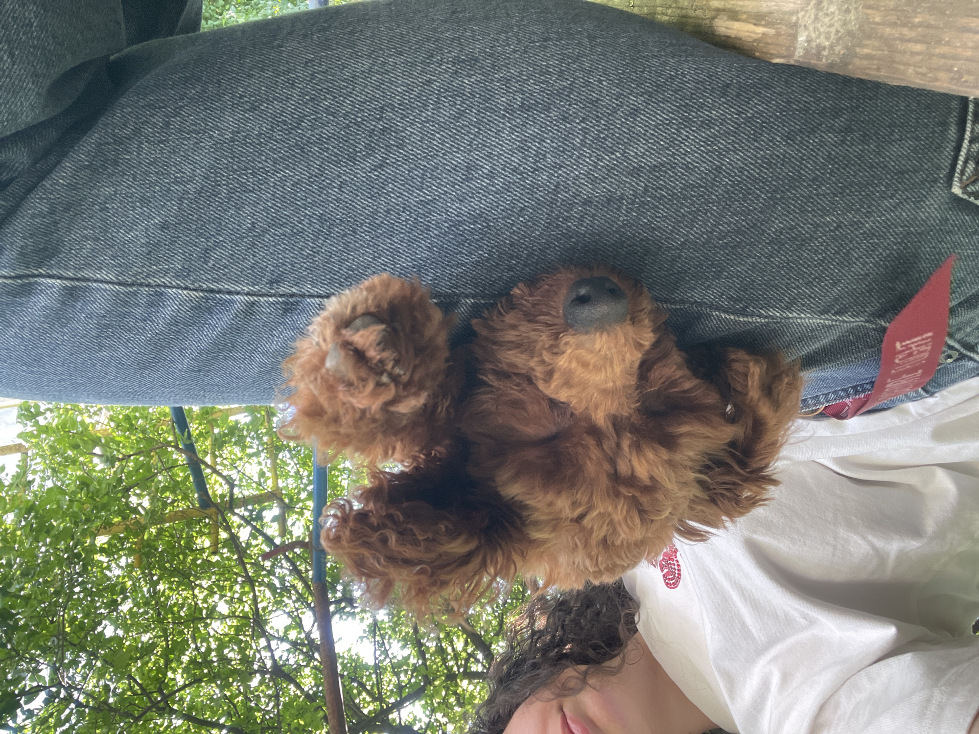 A medium shot, taken from a low angle, depicts a person and a brown cockapoo dog. The person, wearing blue jeans and a white t-shirt, is seated outdoors, with green foliage and sky visible in the background. The dog is positioned in the person's lap, its head and paws are facing the camera. The scene seems to be in a park or green area in Sofia, Bulgaria, due to the presence of lush vegetation. The lighting suggests a daytime setting.