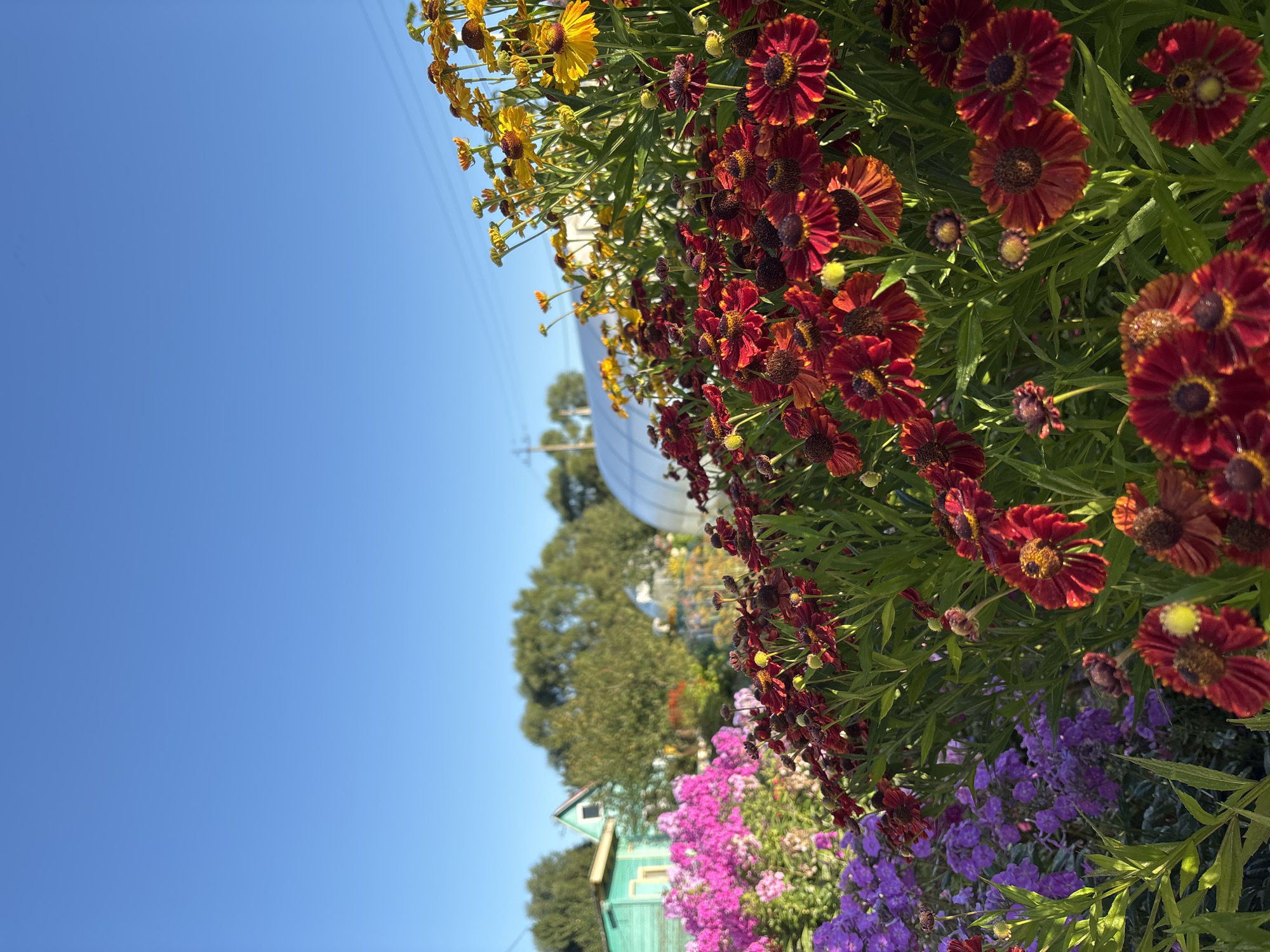 An outdoor, eye-level, full shot captures a vibrant garden bathed in the golden light of what appears to be late afternoon or early morning sun. The foreground is dominated by a profusion of red and deep maroon flowers, their petals resembling rays of fire. Behind these, a wave of purple flowers forms a softer, more delicate layer. Further back, clusters of bright yellow daisy-like flowers punctuate the scene, their cheerful colors contrasting with the deeper hues.
In the middle ground, the scene transitions to a more rustic setting. A small, teal-colored wooden house with a peaked roof stands to the left, its color muted by shadow. Beyond it, a large, transparent greenhouse-like structure with a rounded roof is visible. Lush green trees form a backdrop, suggesting a natural or semi-rural environment. Power lines are faintly visible stretching across the clear, bright blue sky that occupies the upper half of the frame. The overall impression is one of a well-tended, colorful garden. The scene is consistent with an outdoor location in a residential or communal garden area within the town of Semibratovo, Yaroslavl Oblast, Russia, likely during the warmer months.